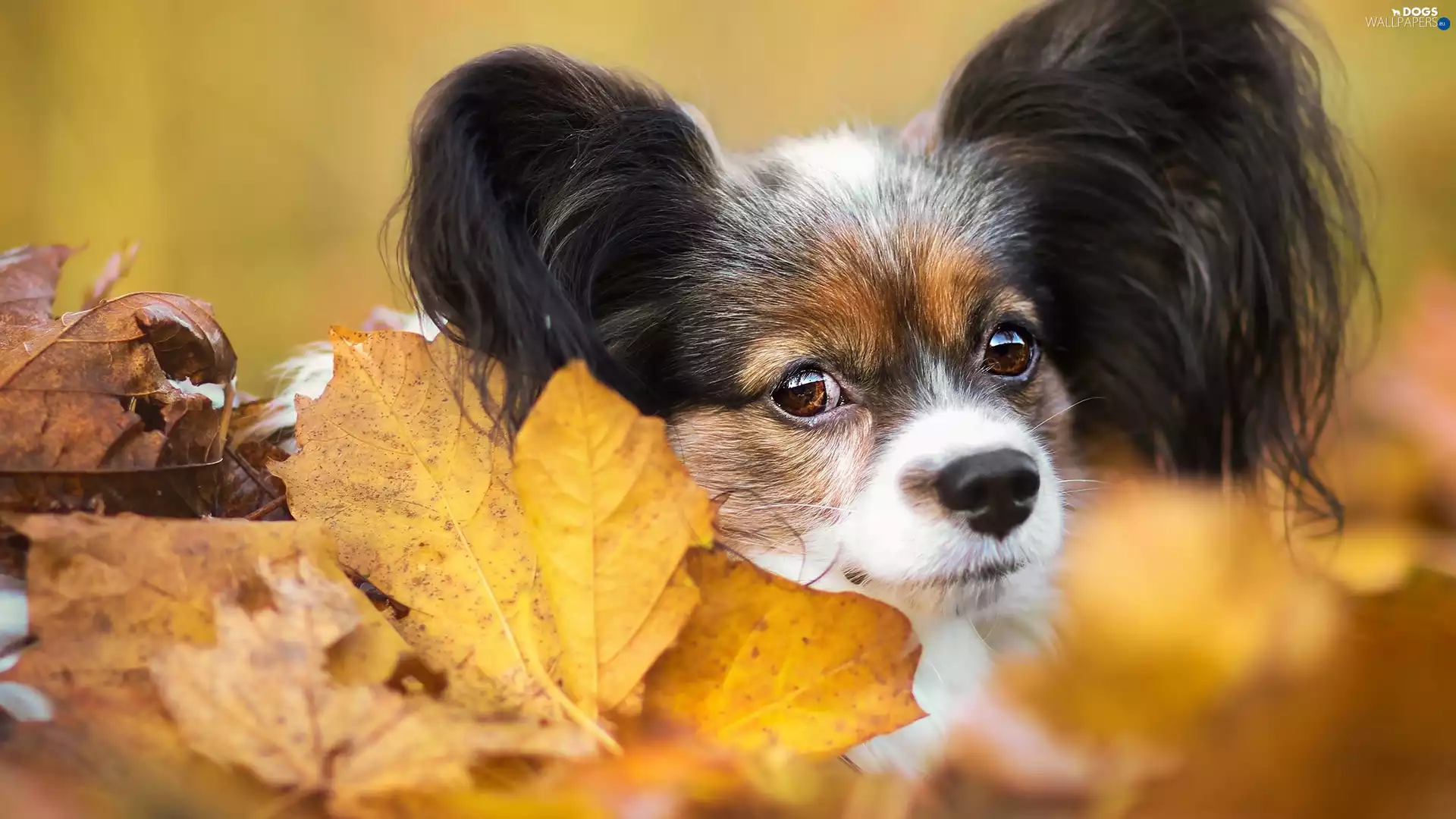 Leaf, dog, Miniature Continental Toy Spaniel Papillon