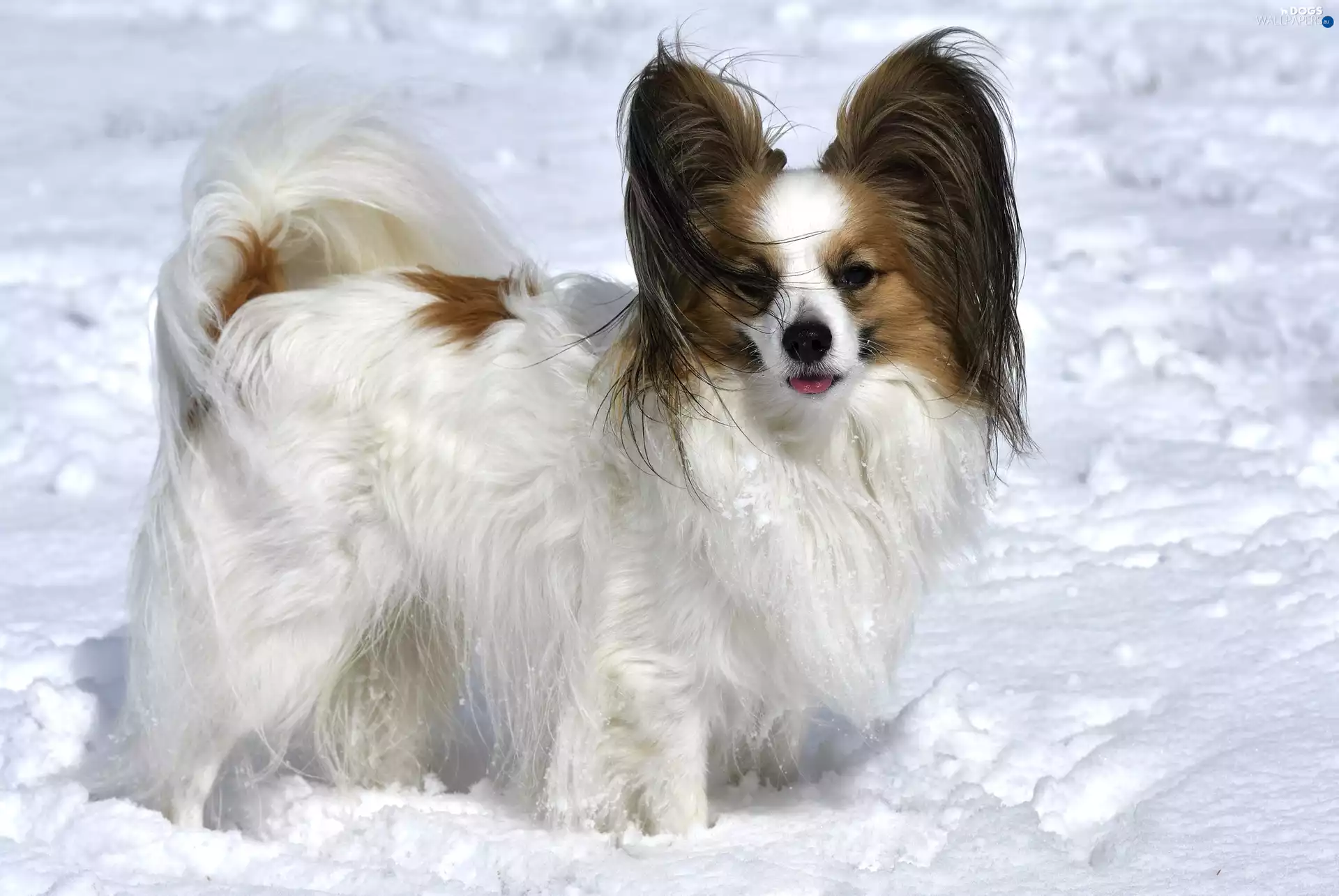 snow, dog, Miniature Continental Toy Spaniel Papillon