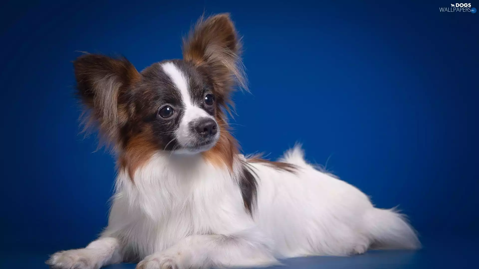 dog, Miniature, Papillon, Continental Toy Spaniel