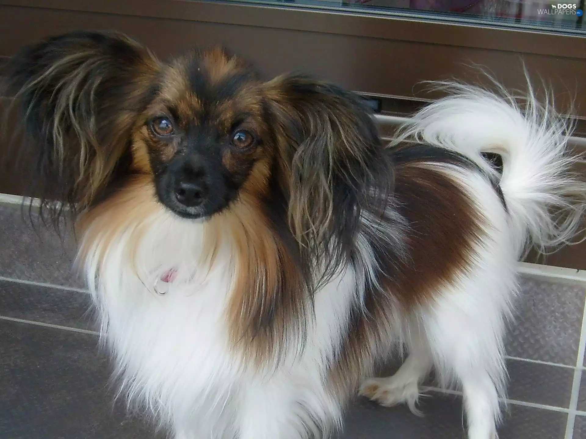 beautiful, Continental Toy Spaniel miniature