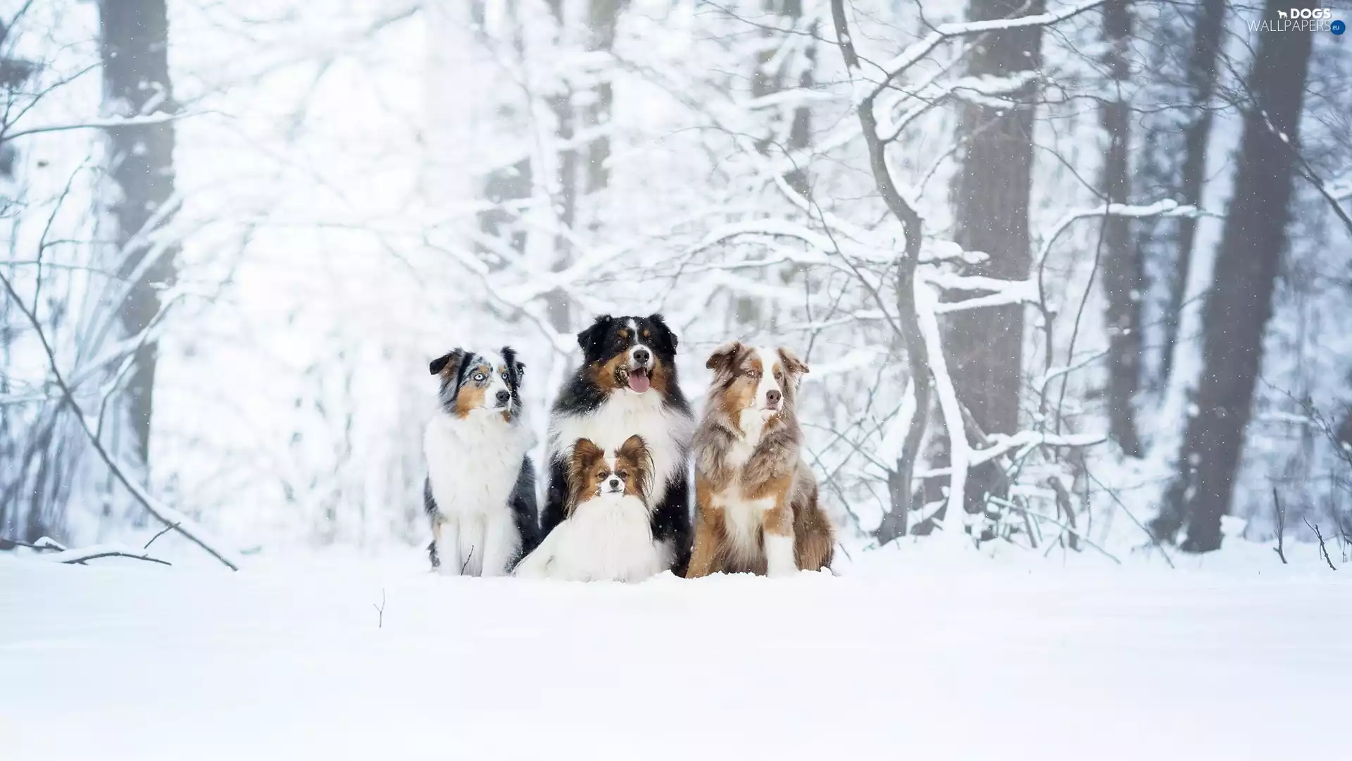 Australian Shepherd, Bernese Mountain Dog, viewes, Miniature Continental Toy Spaniel Papillon, trees, Dogs, four, winter