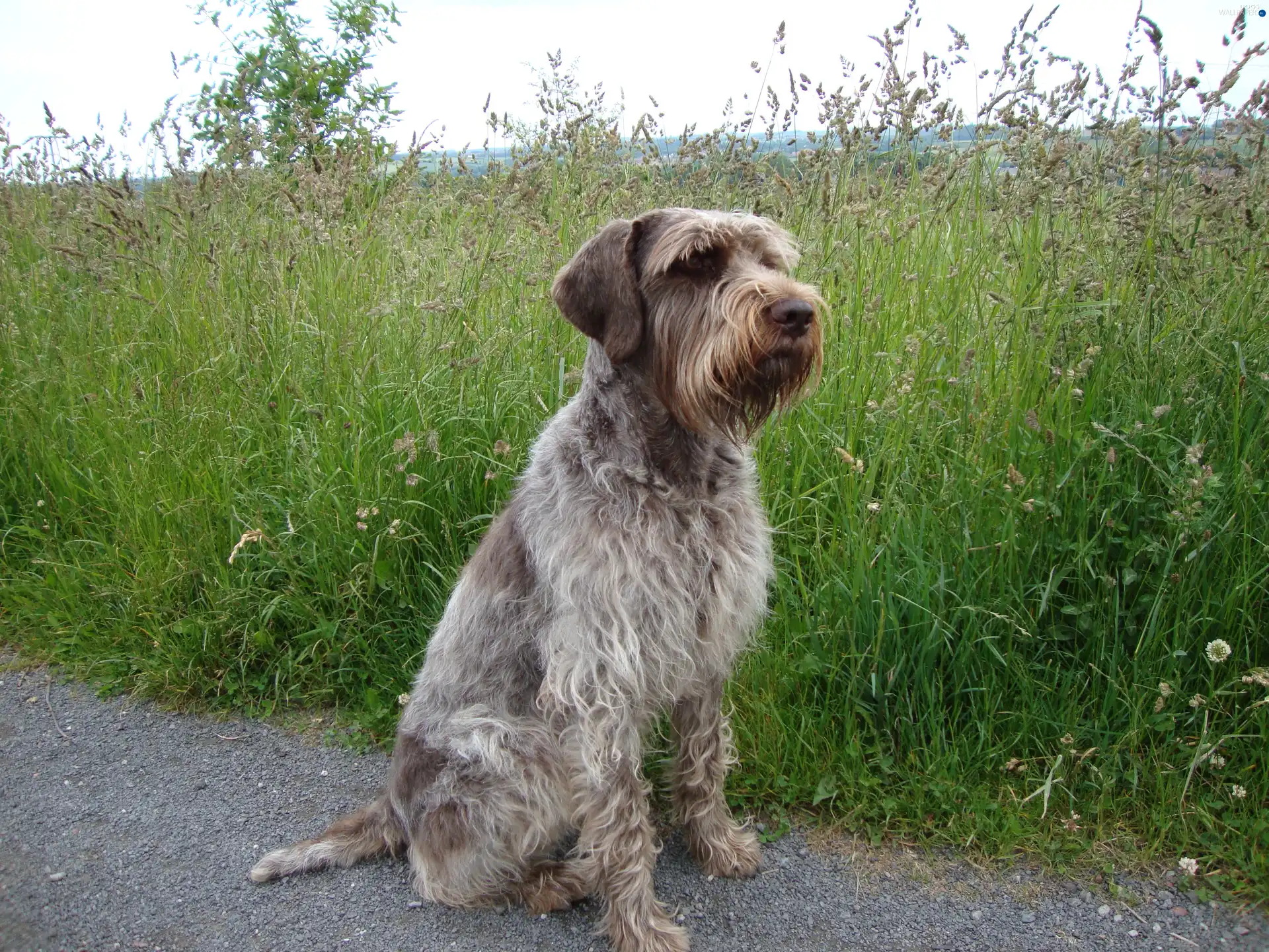 continues, tall, sitter, Gryfon Korthalsa