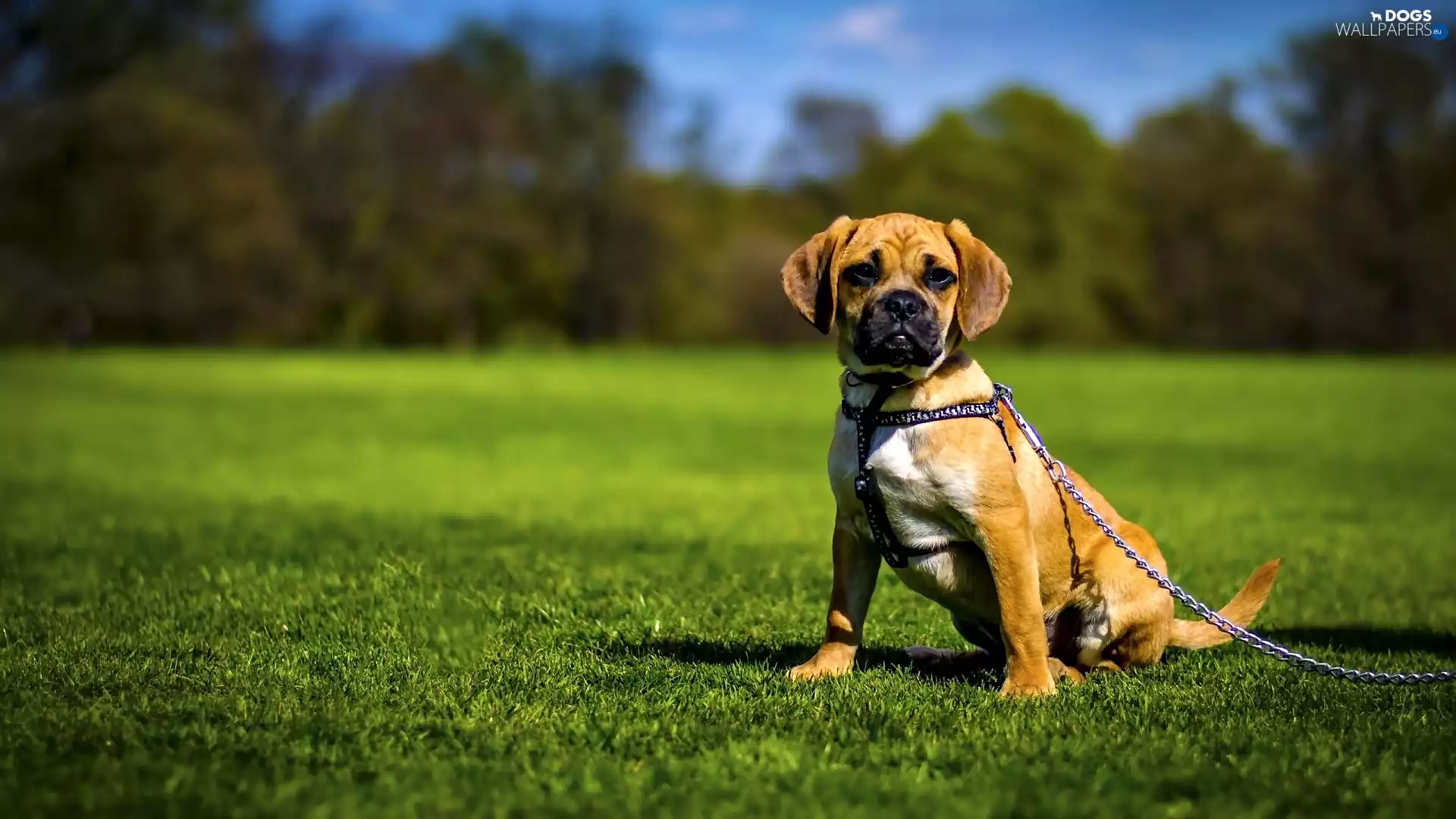 dog, Meadow, grass, cord