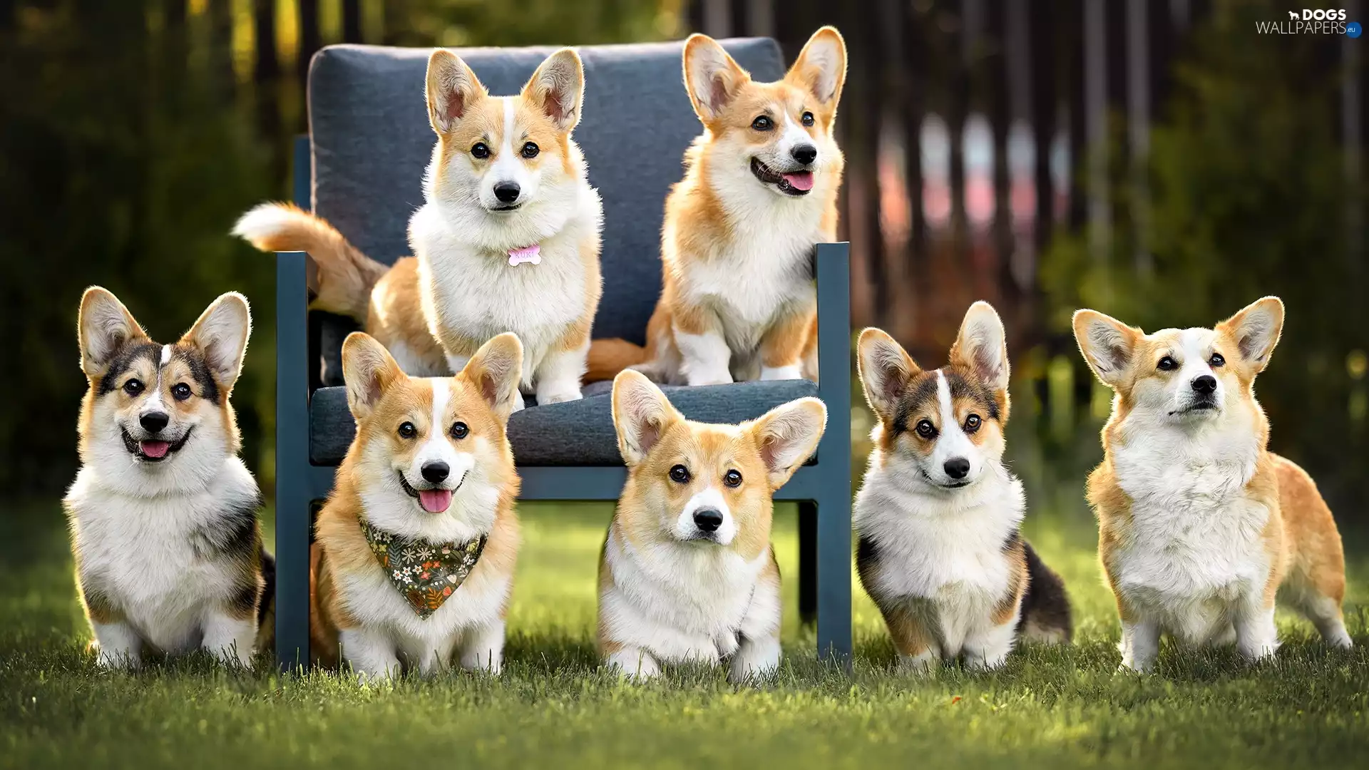 Welsh corgi cardigan, Dogs, Armchair
