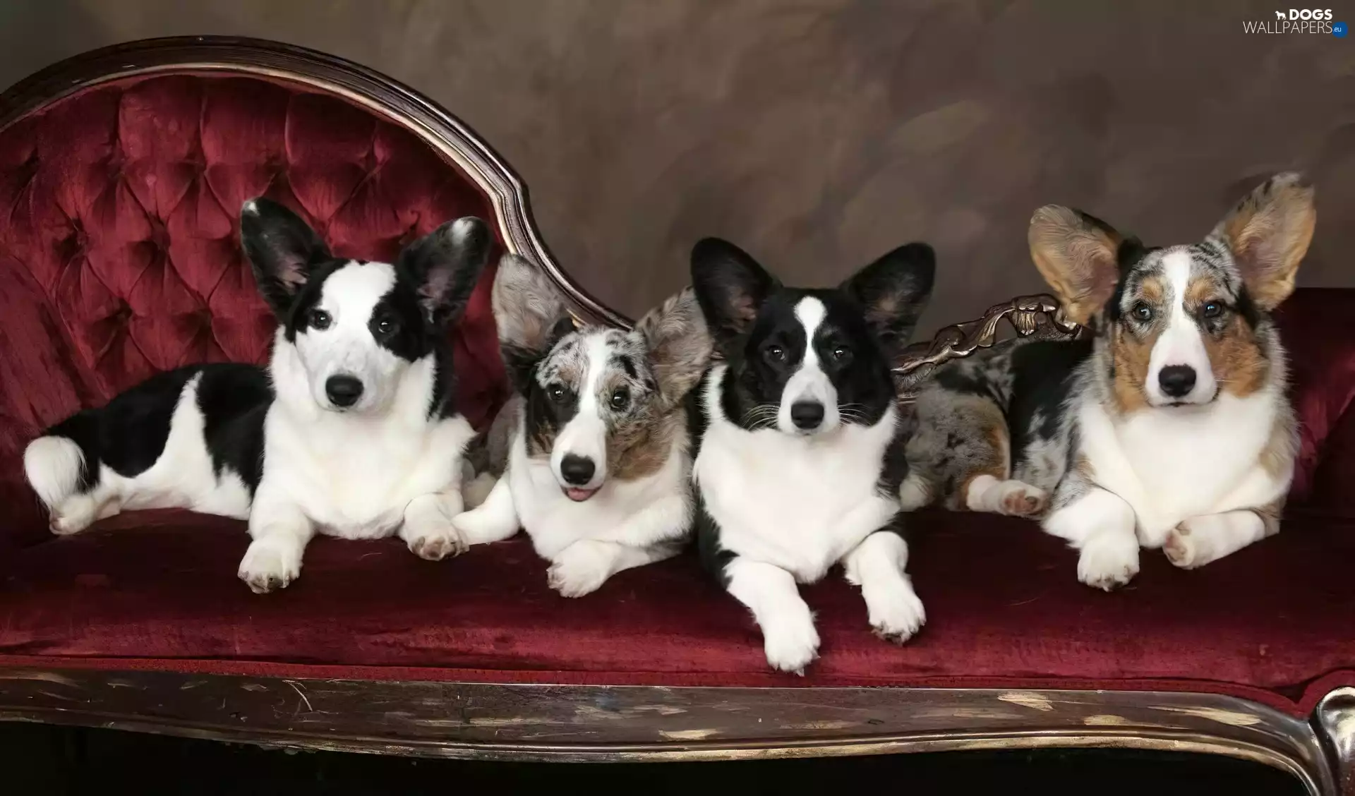 Welsh corgi cardigan, four, Dogs