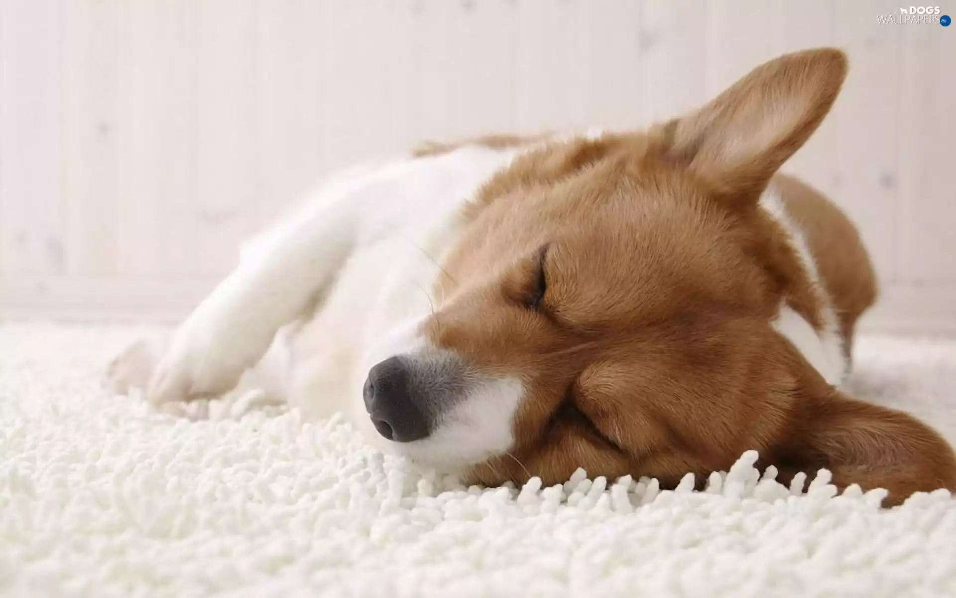 Corgi, sleepy, doggy