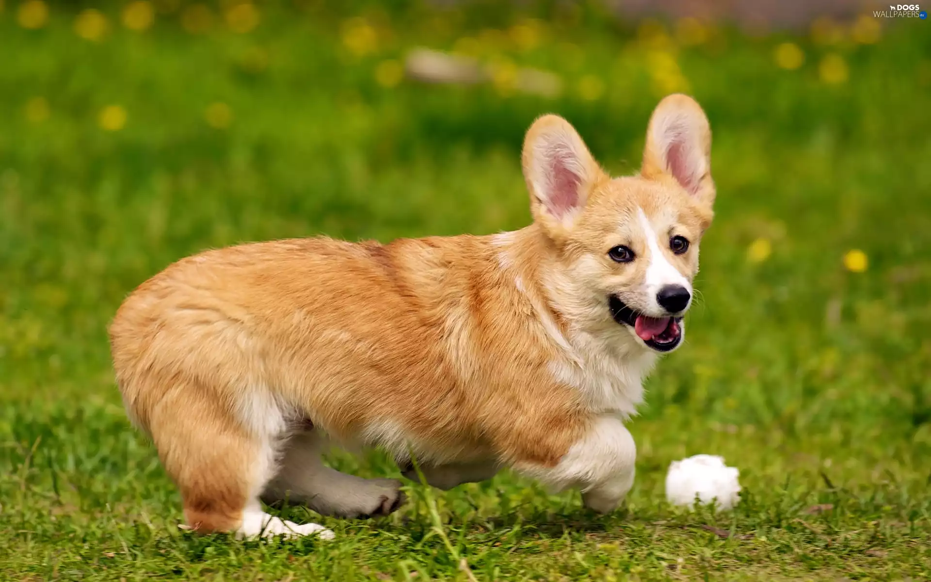 Welsh corgi pembroke, the ball