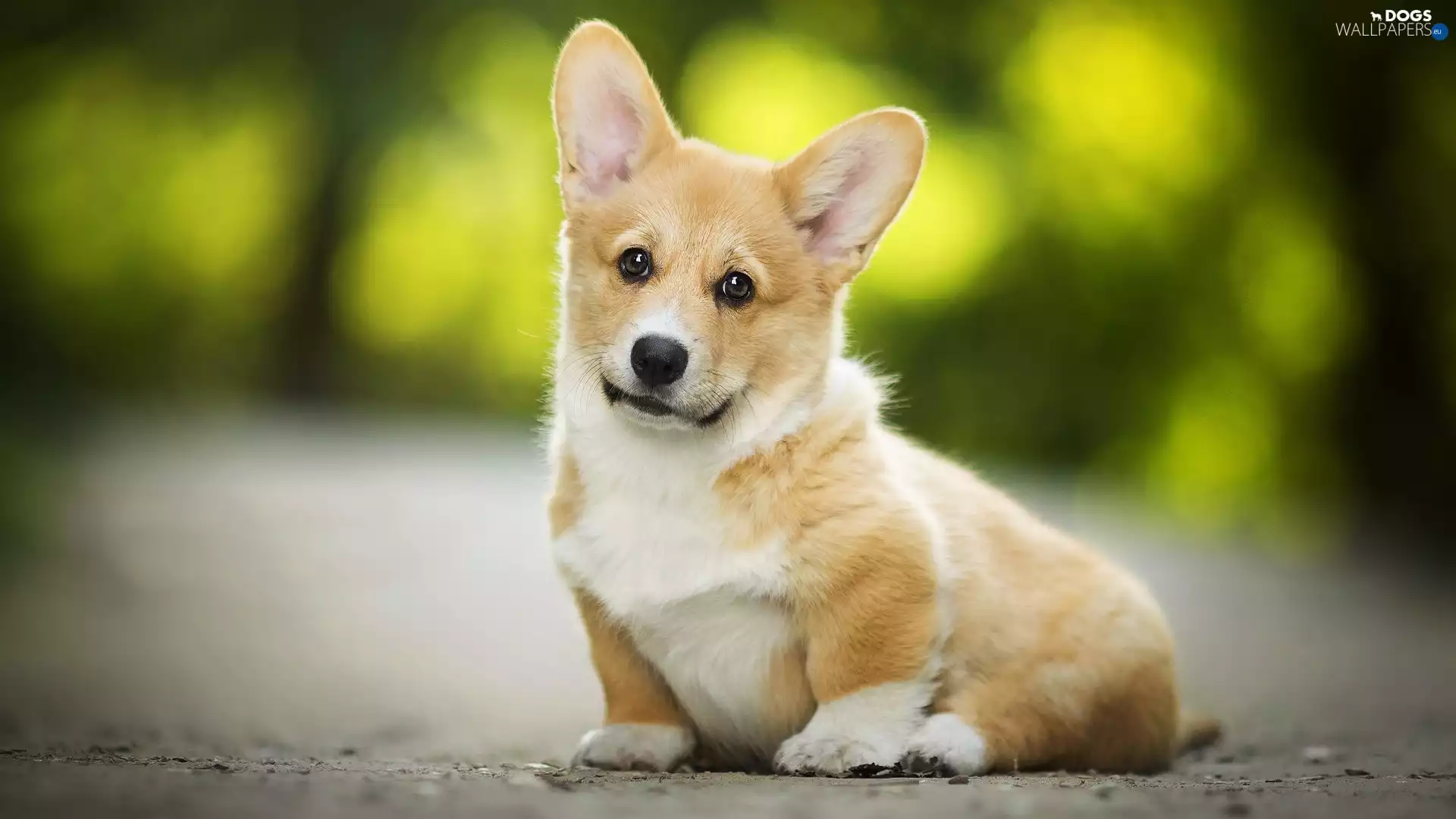 Welsh corgi pembroke, dog, Puppy
