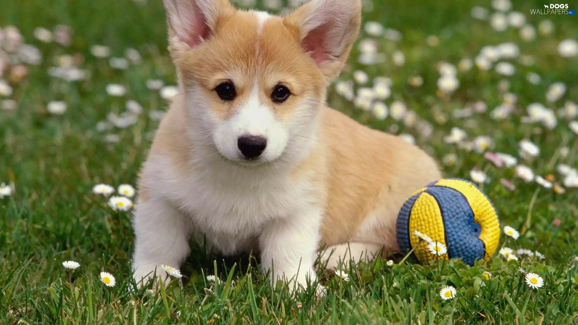 the ball, Puppy, Corgi