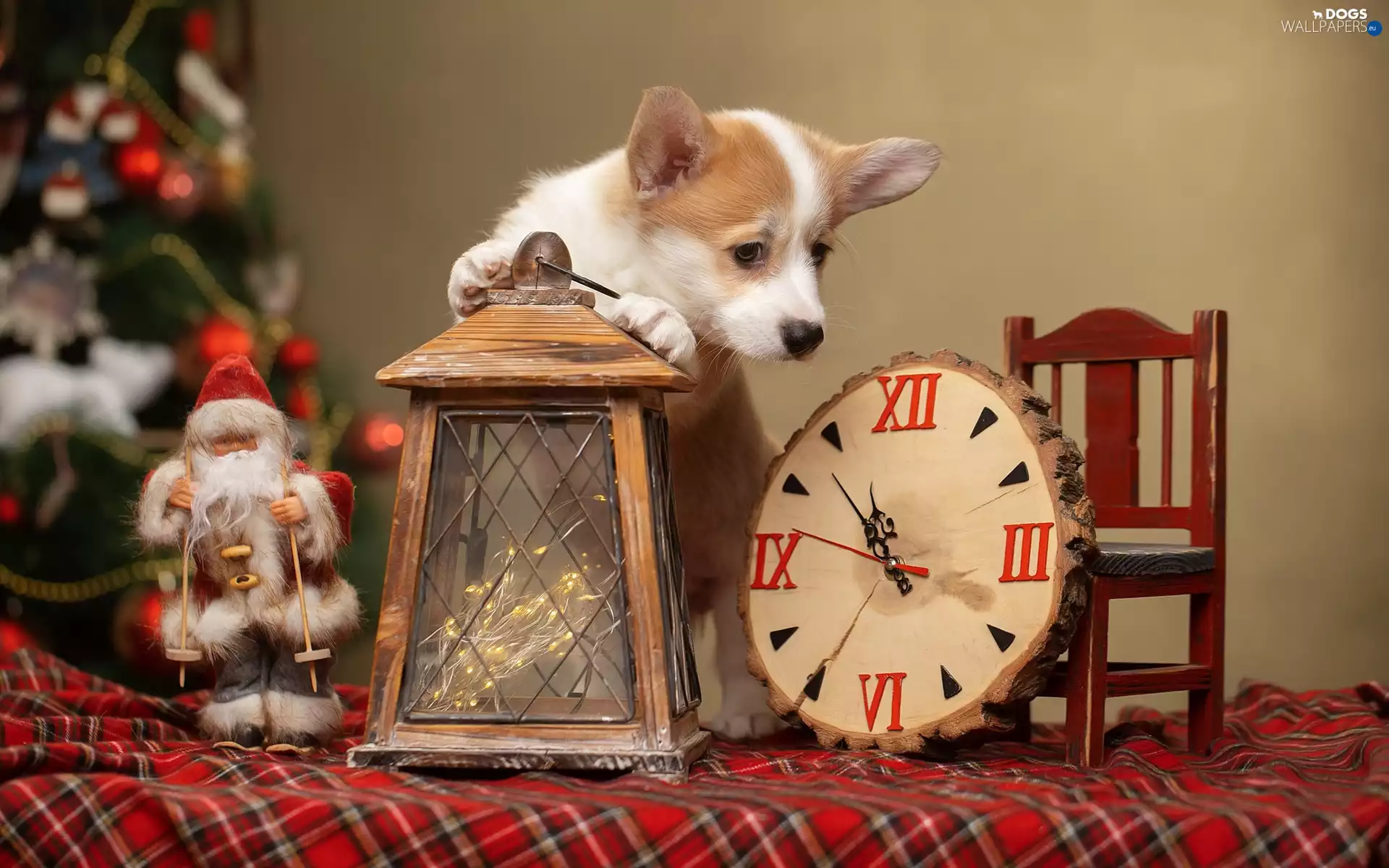 lantern, Clock, Welsh corgi pembroke, Santa, dog