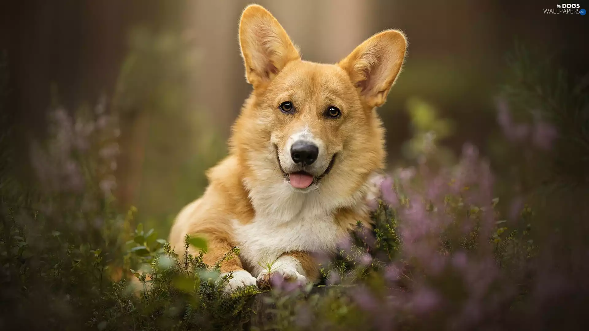 Tounge, heathers, Welsh corgi pembroke, muzzle, dog
