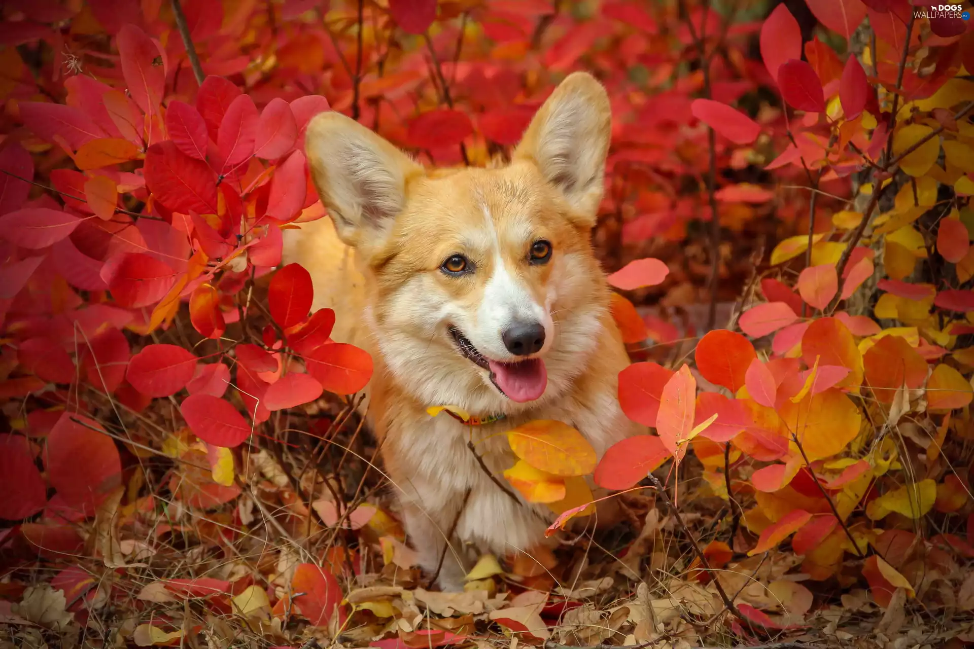 Red, Leaf, Welsh corgi pembroke, Bush, dog