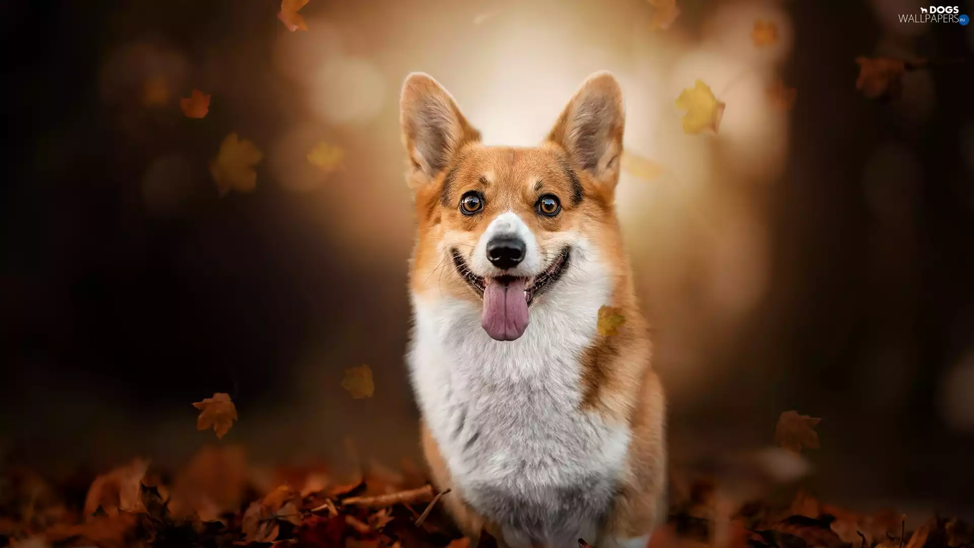 tongue, Leaf, Welsh corgi pembroke, muzzle, dog