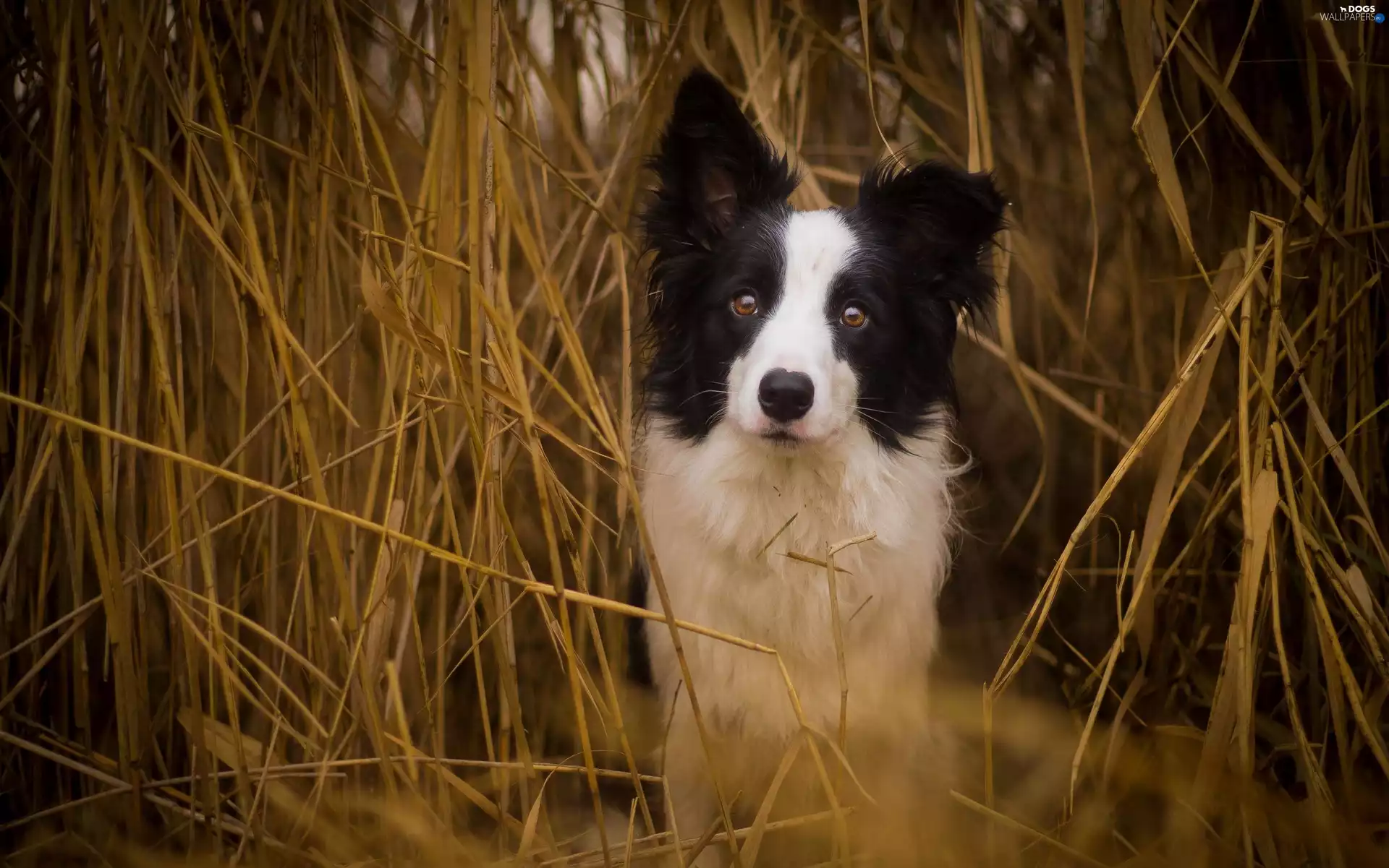 Border Collie, dry, corn