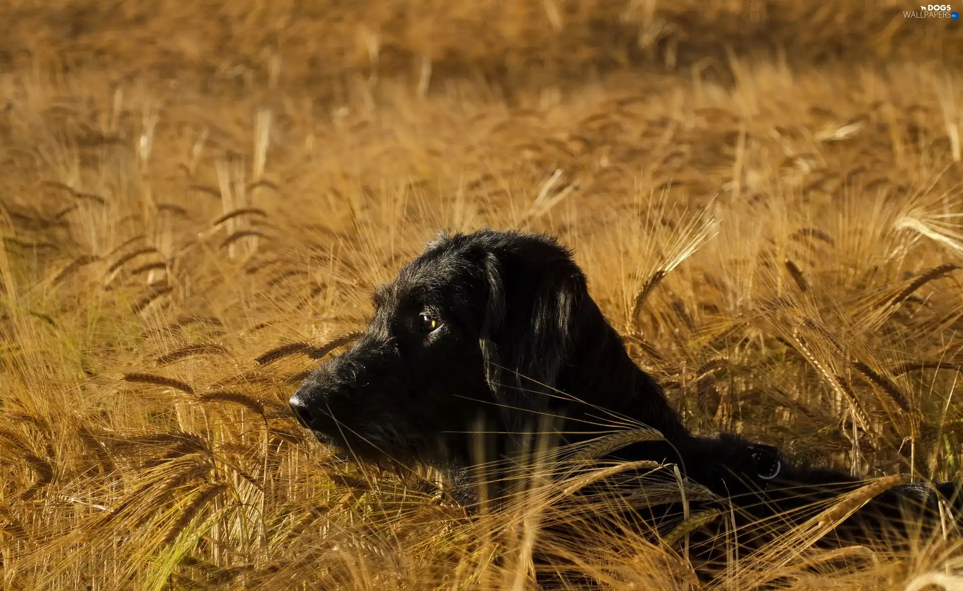 corn, dog