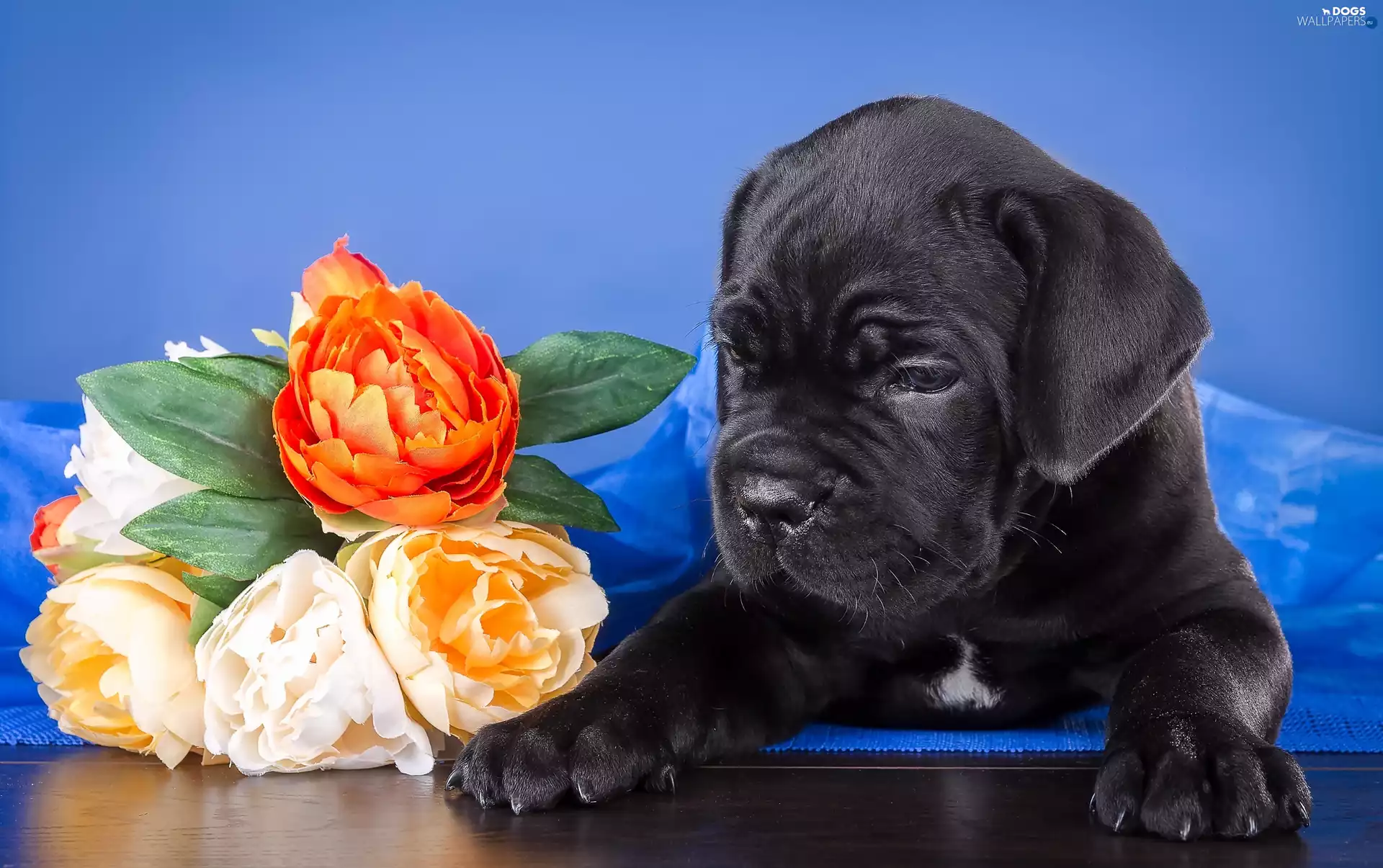 Flowers, Puppy, Cane Corso
