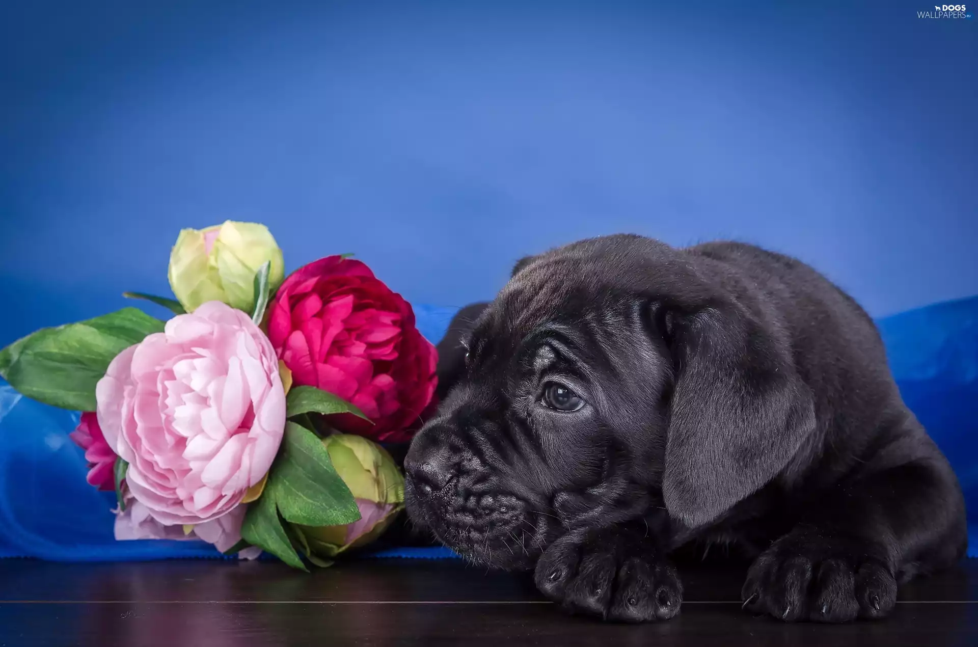 Peonies, Puppy, Cane Corso