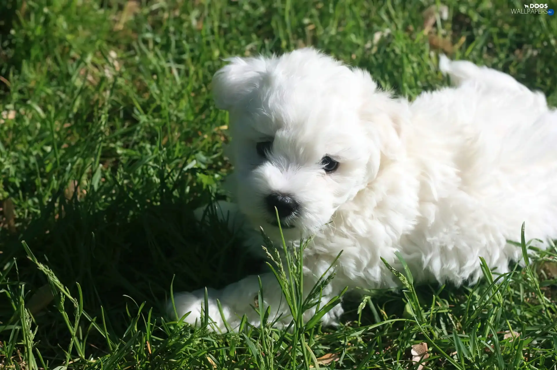 Coton de Tulear, White