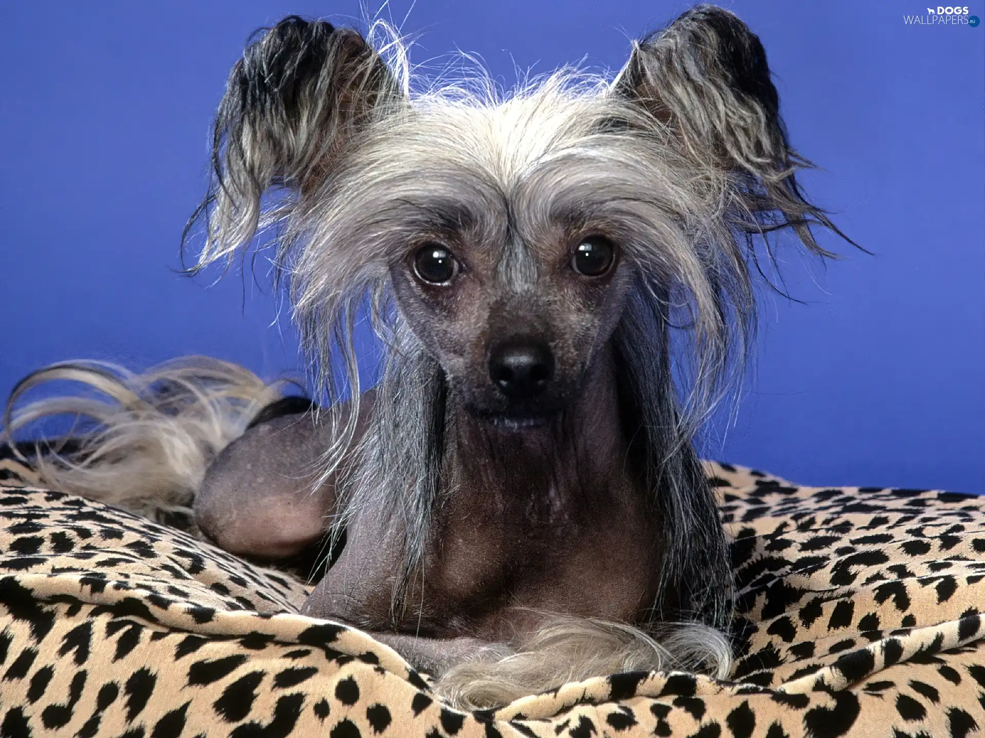 coverlet, doggy