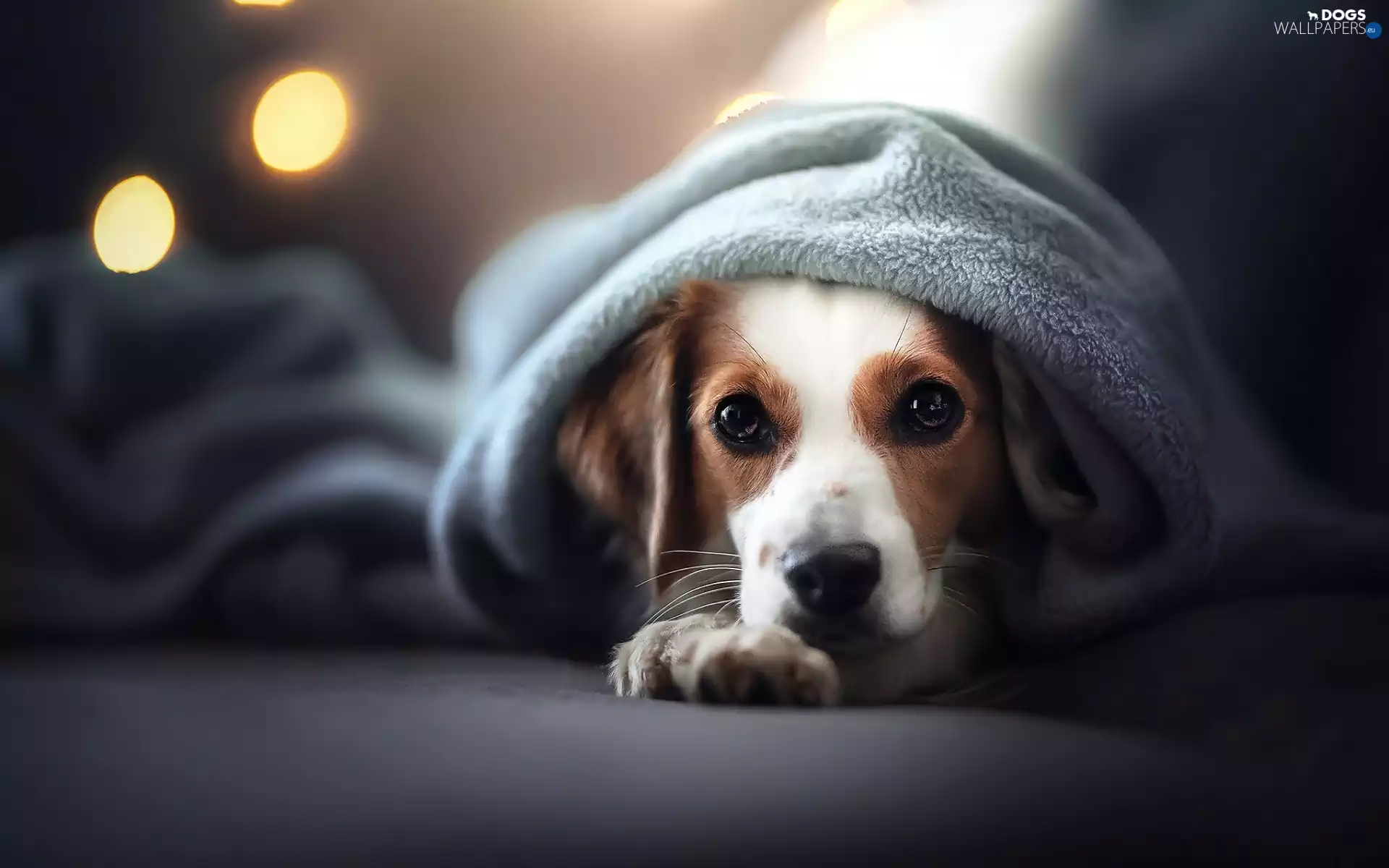 dog, The look, coverlet, Alpine Dutch