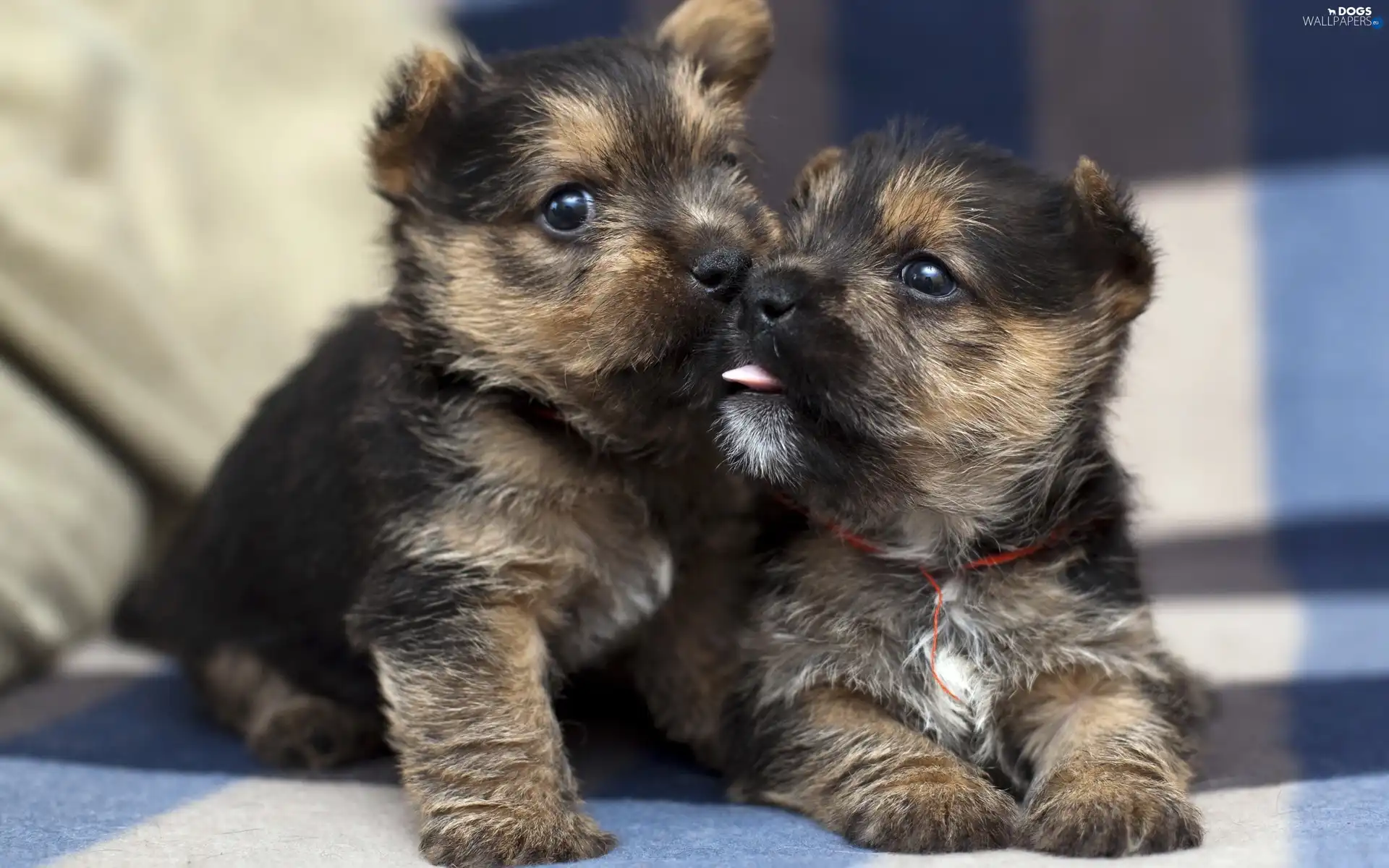 coverlet, Puppies, Two cars, little doggies