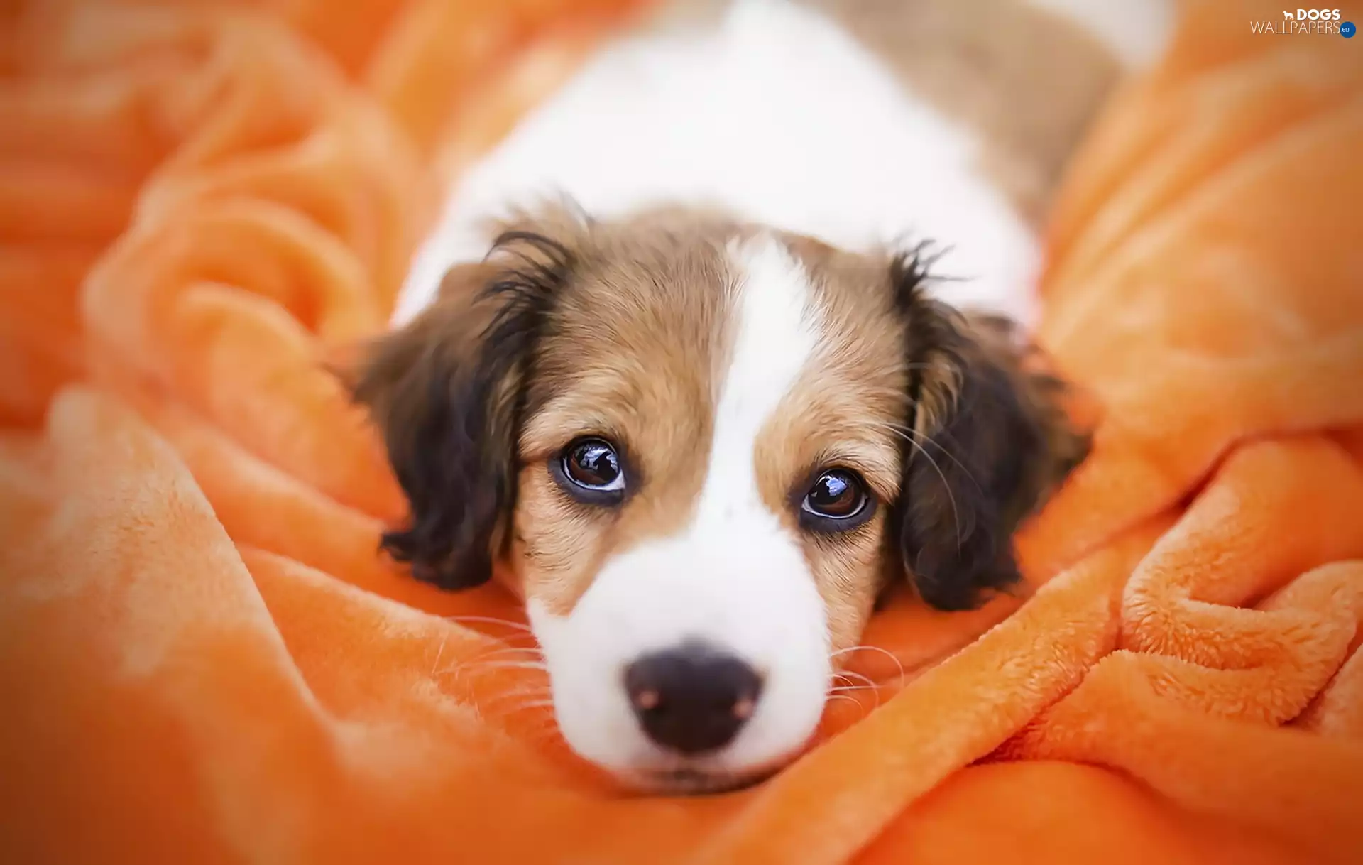 coverlet, Puppy, Orange