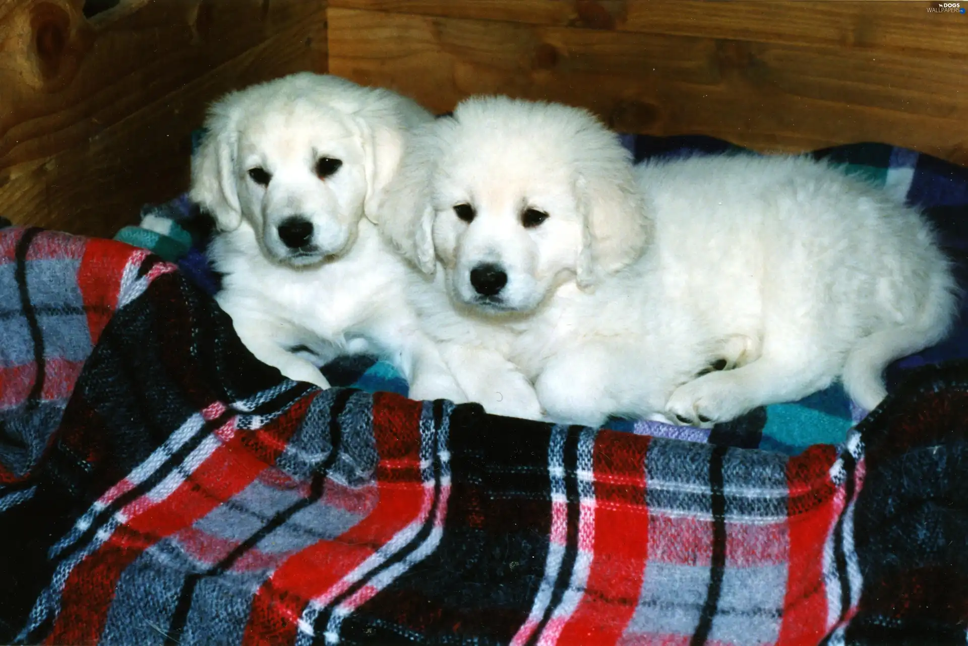 coverlet, slovak czuwacze, White, Pane, puppies