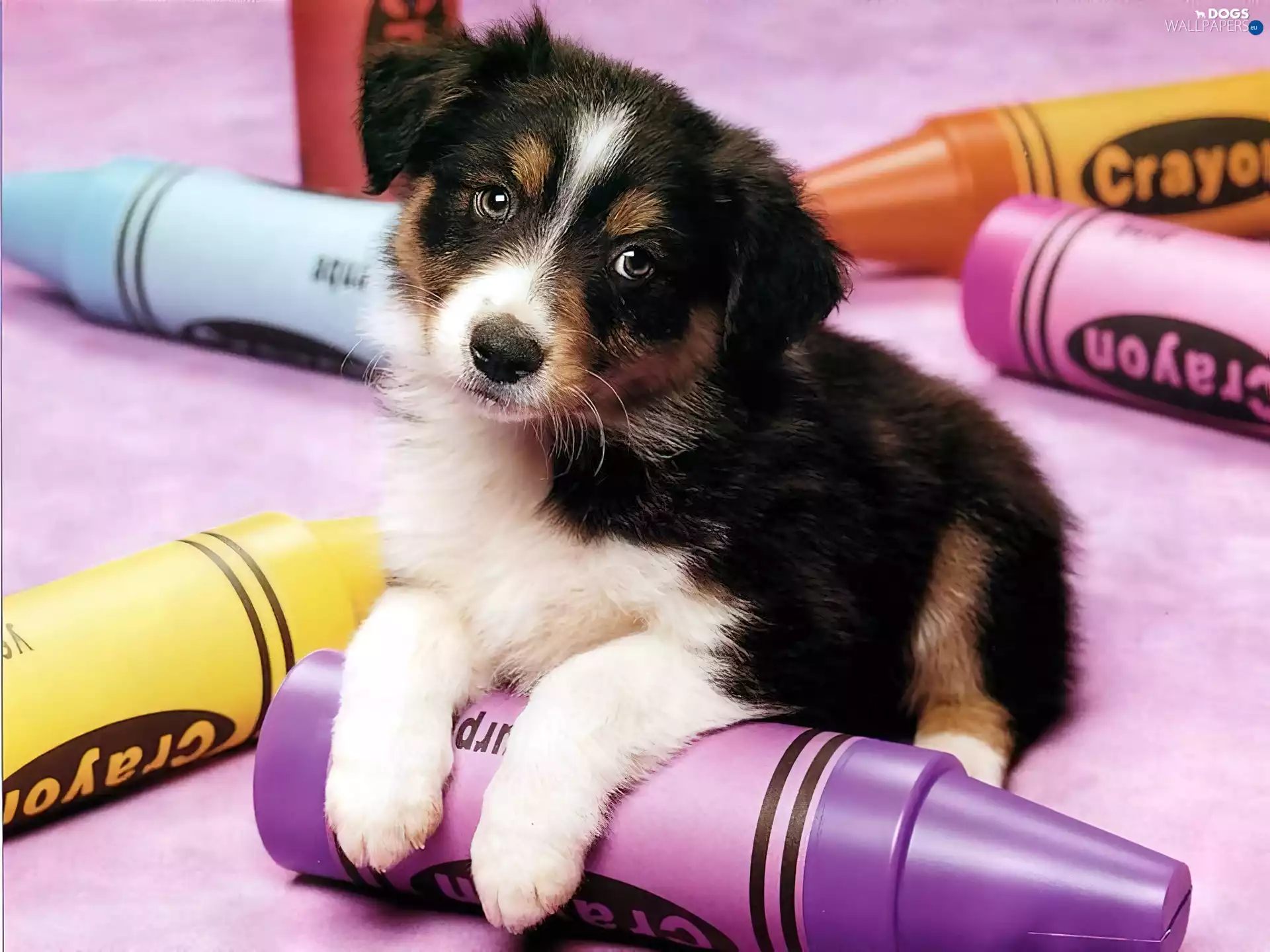 dog, crayons, Border Collie, color