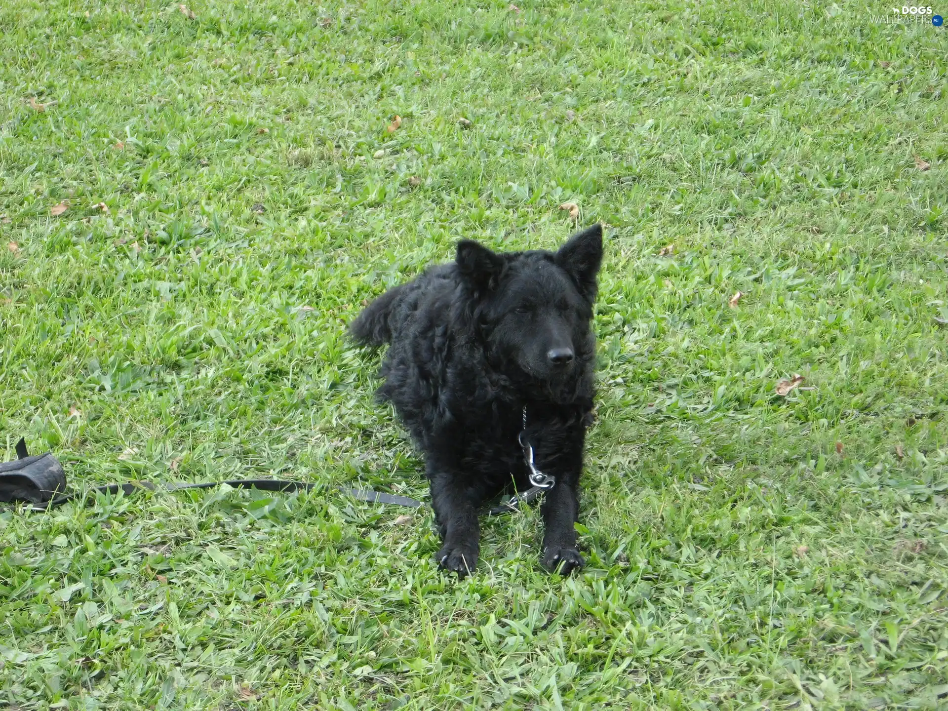 grass, Croatian Sheepdog