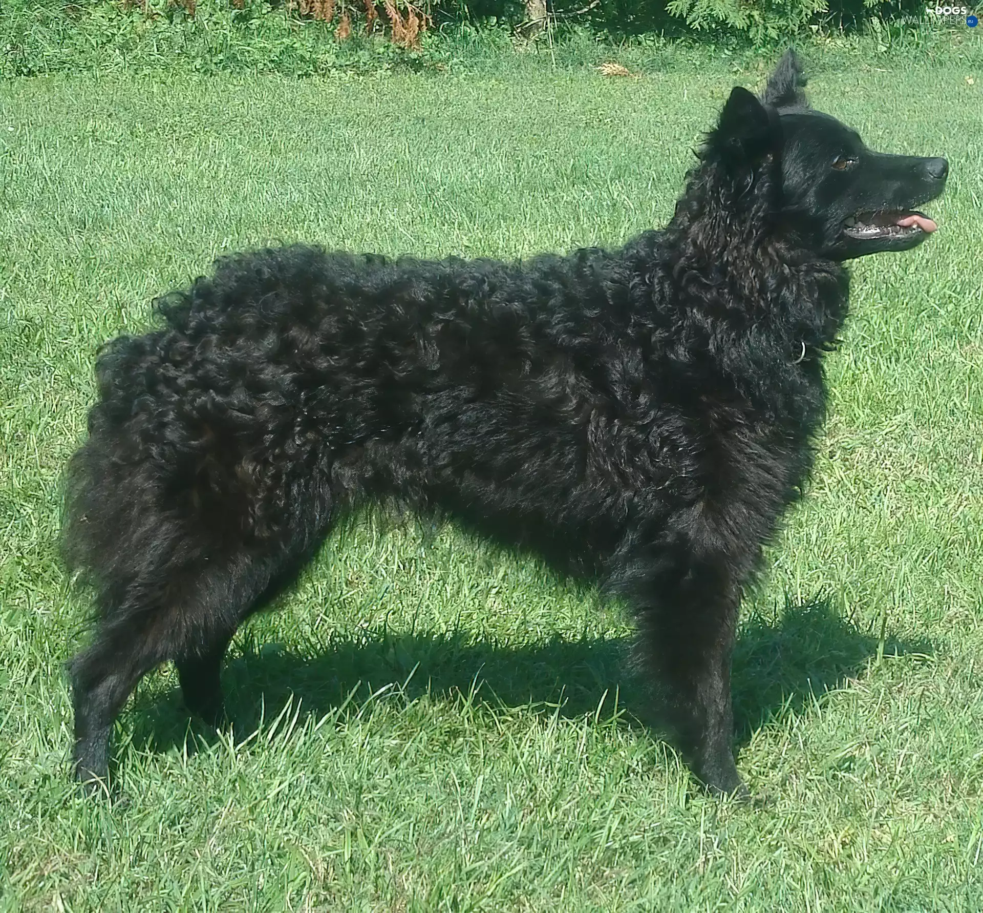 Croatian Sheepdog