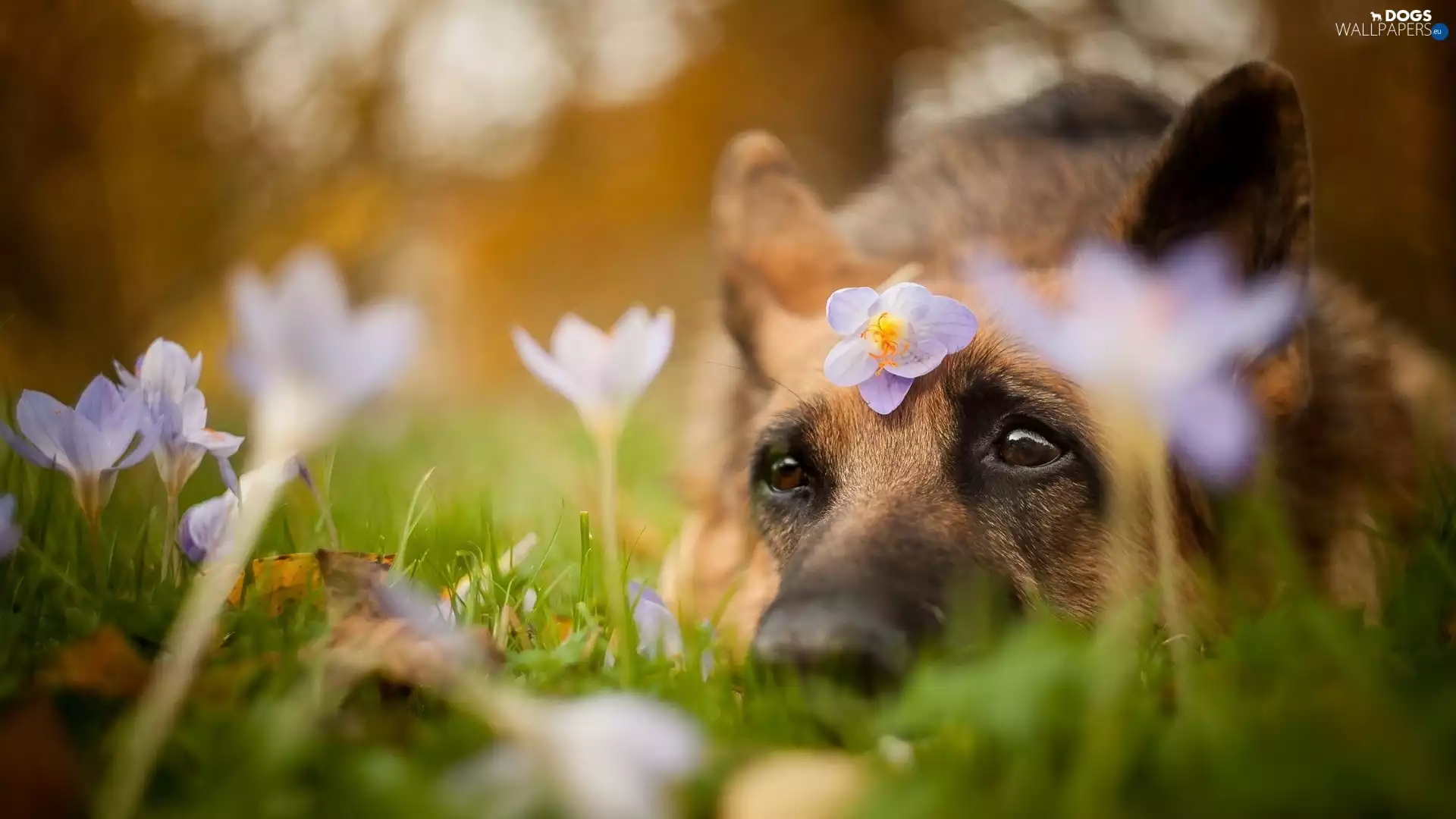 Flowers, crocuses, dog, Eyes, dog