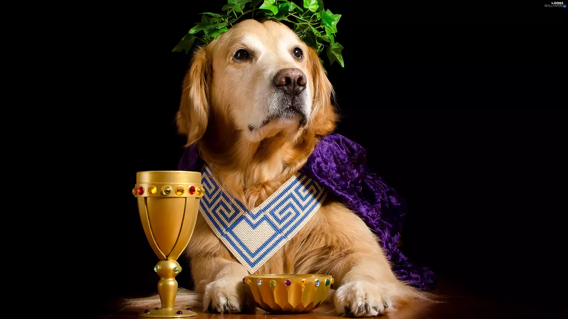cape, dog, wreath, cup, ivy, Golden Retriever
