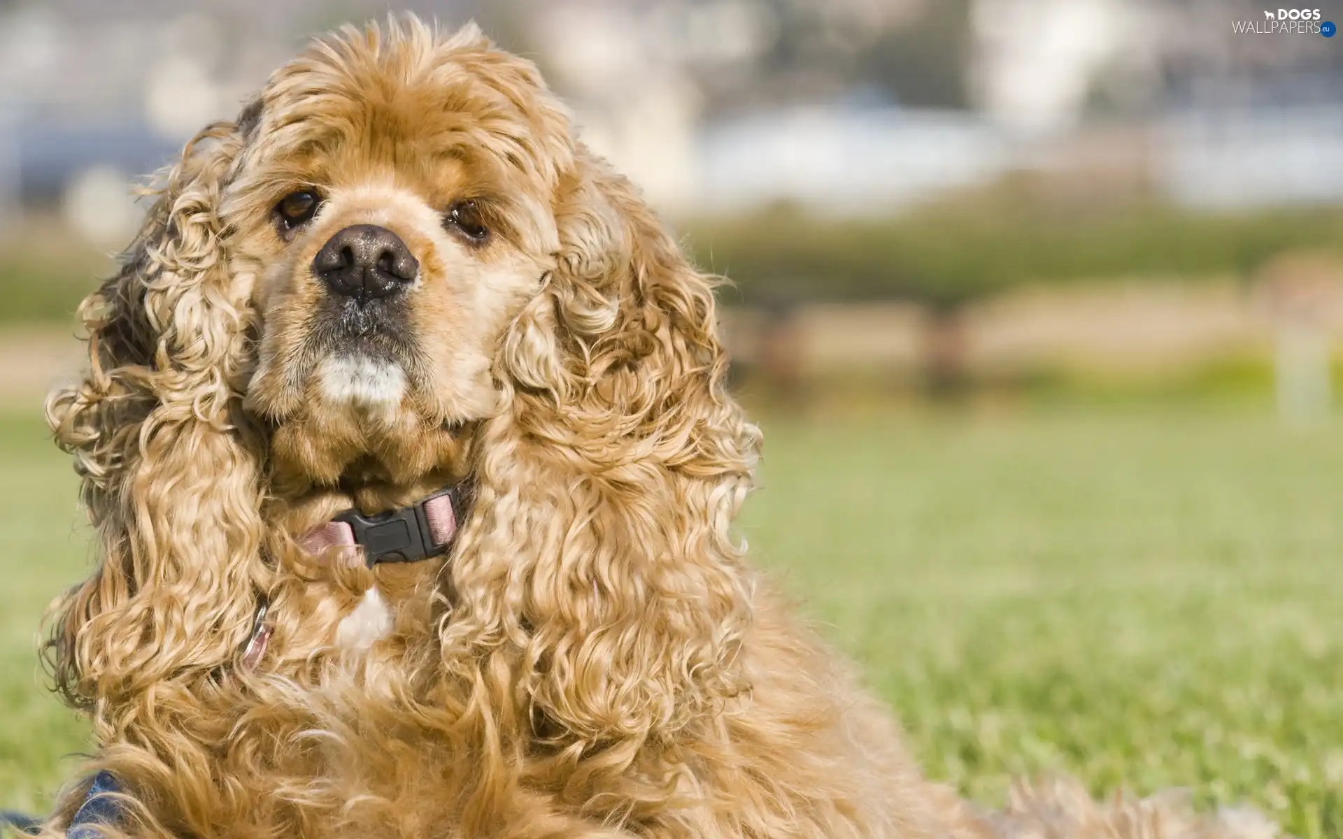 curly, hair, American Spaniel