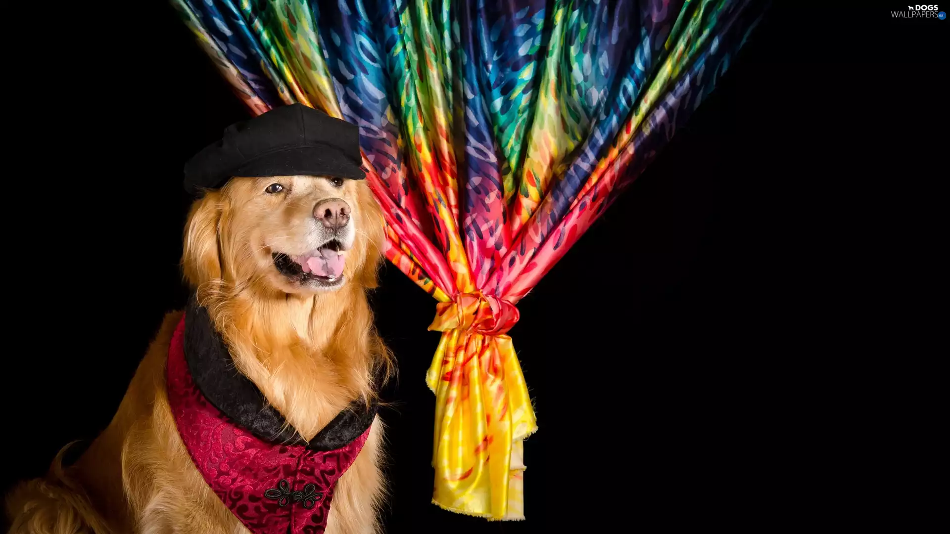 muzzle, dog, clothes, curtain, Hat, Golden Retriever