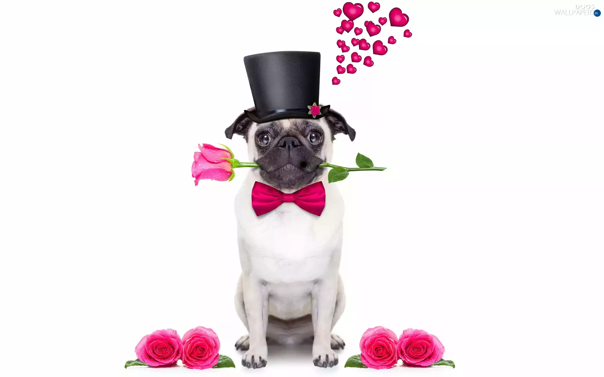 romantic, pug, hearts, cylinder, roses, dog