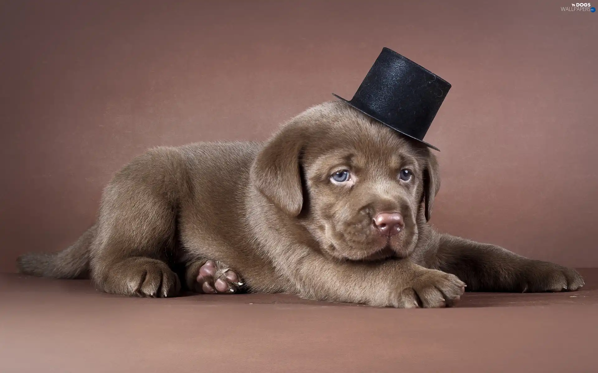 Labrador, cylinder, Puppy
