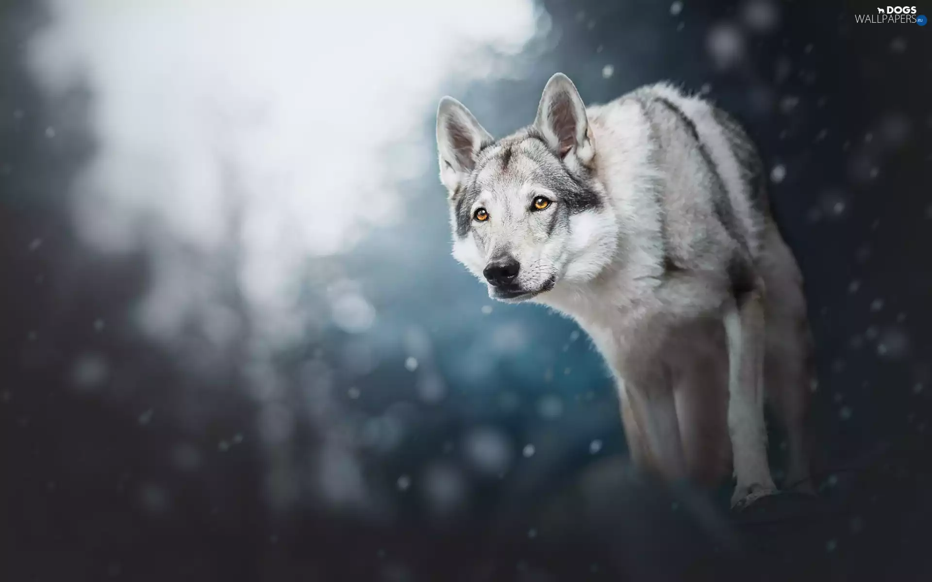 Czechoslovakian Wolfdog, dog