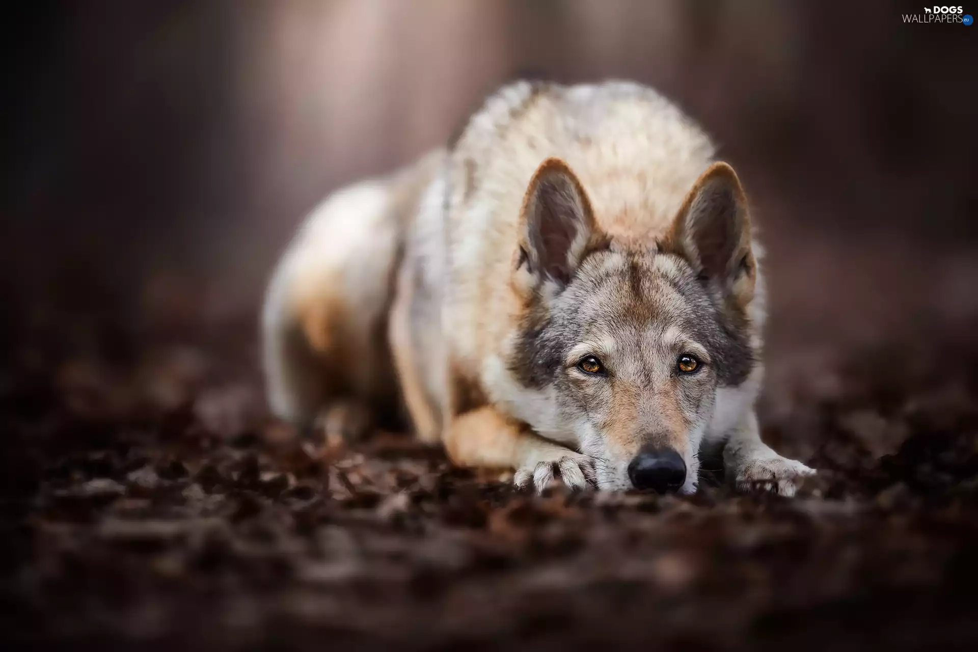 lying, Czechoslovakian Wolfdog, forest, dog