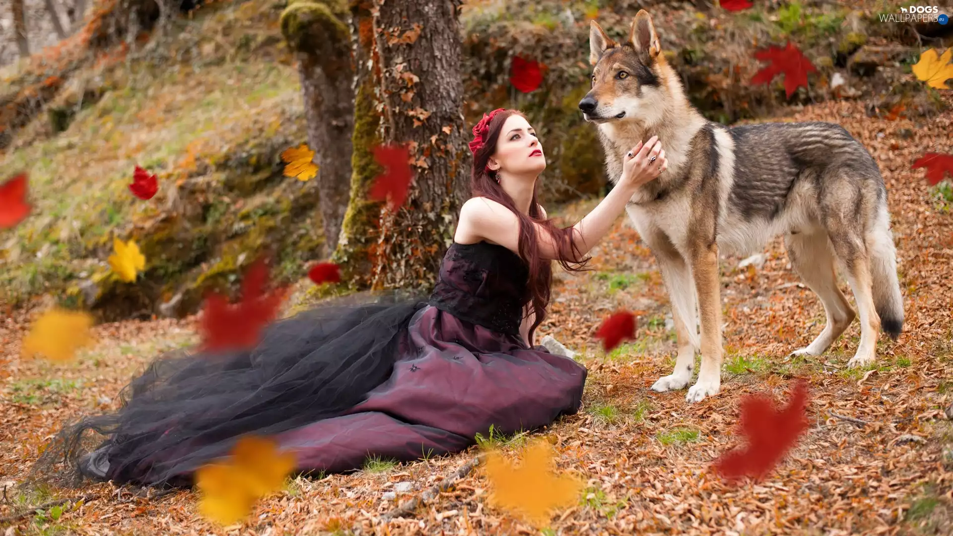 Falling, Leaf, dog, Czechoslovakian Wolfdog, Women