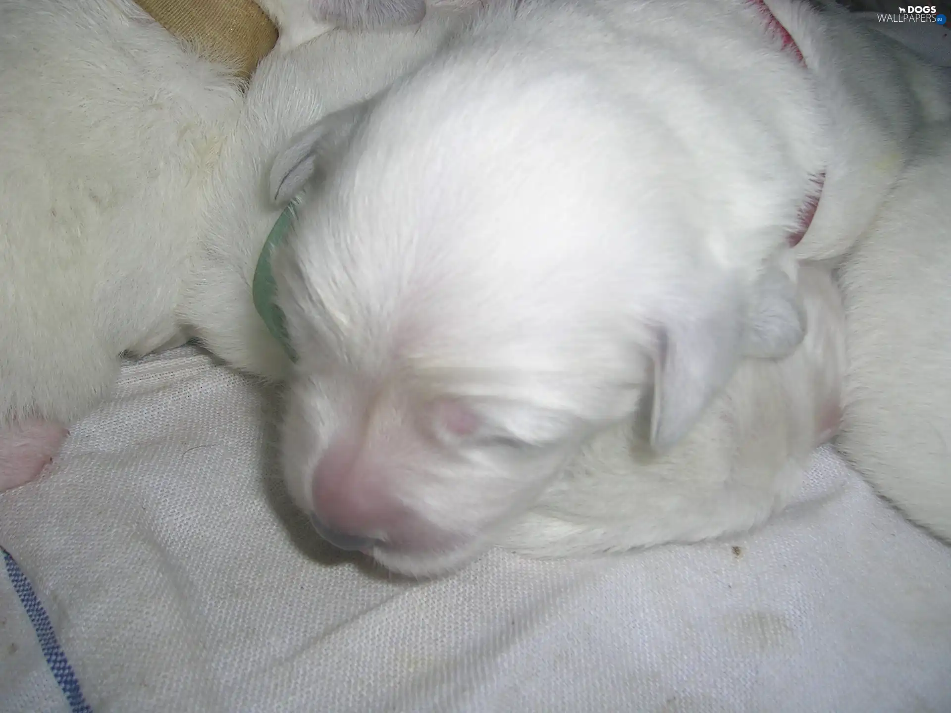 slovak czuwacz, Little