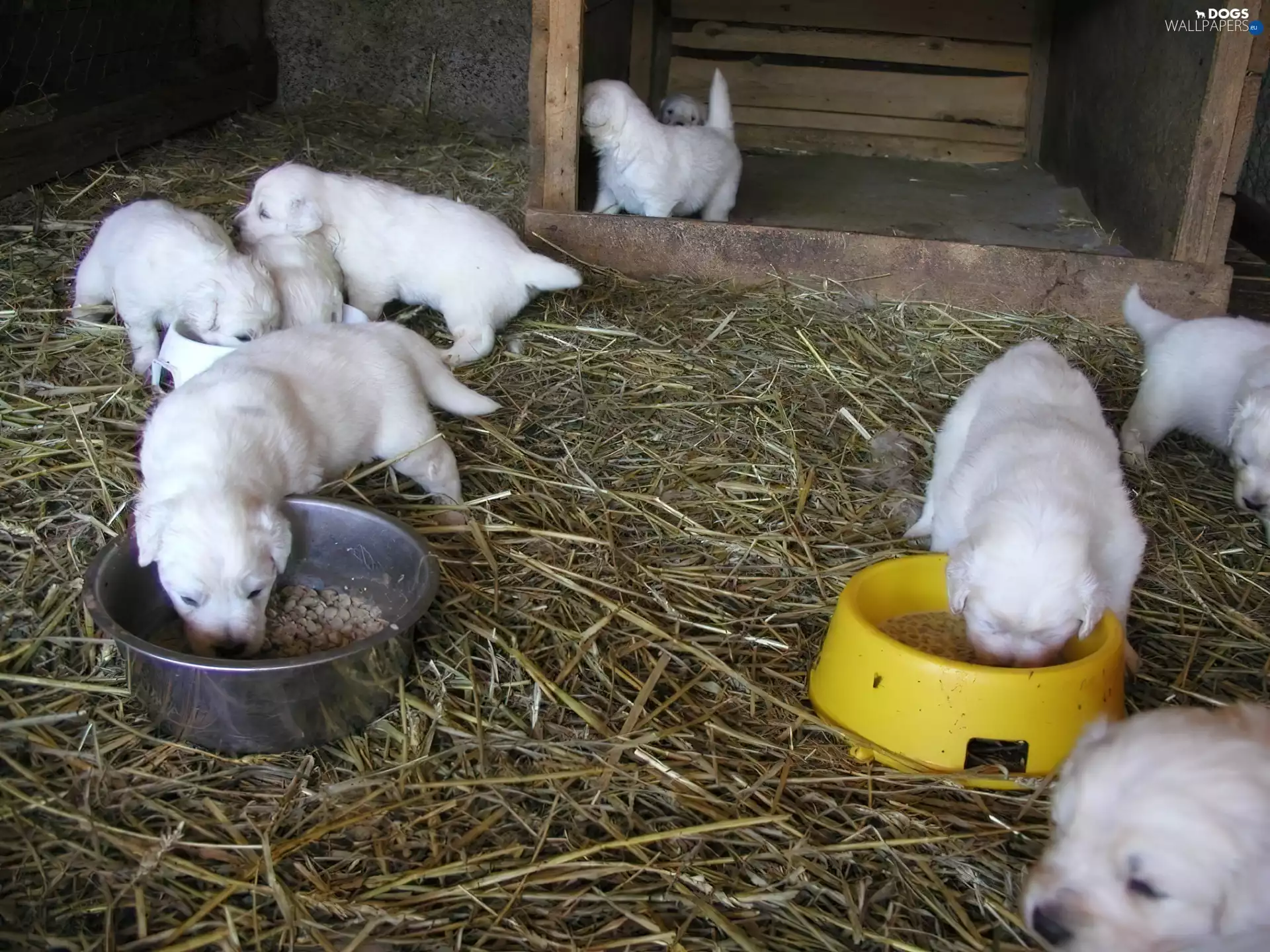 bowls, puppies, slovak czuwacze