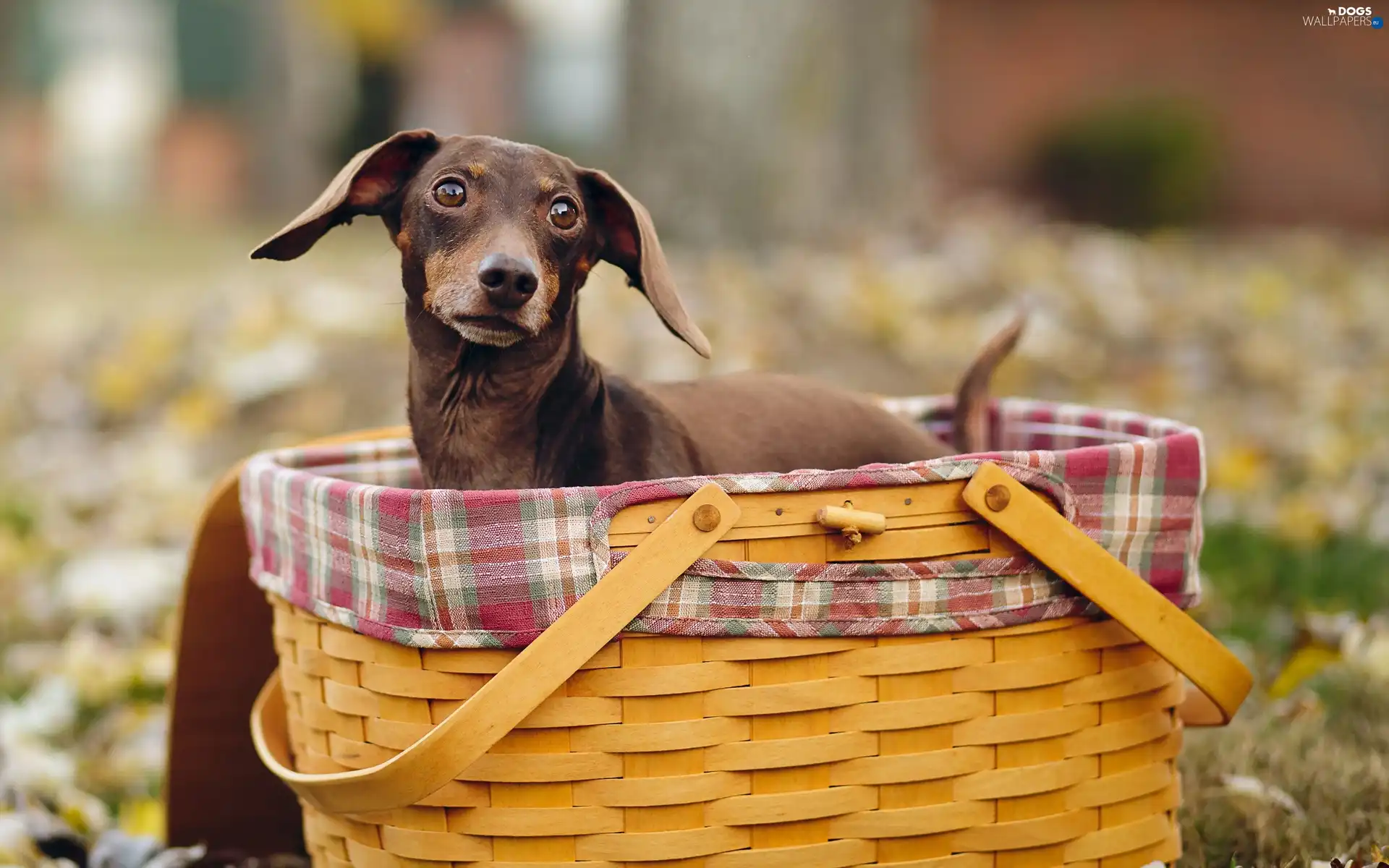 dachshund, basket