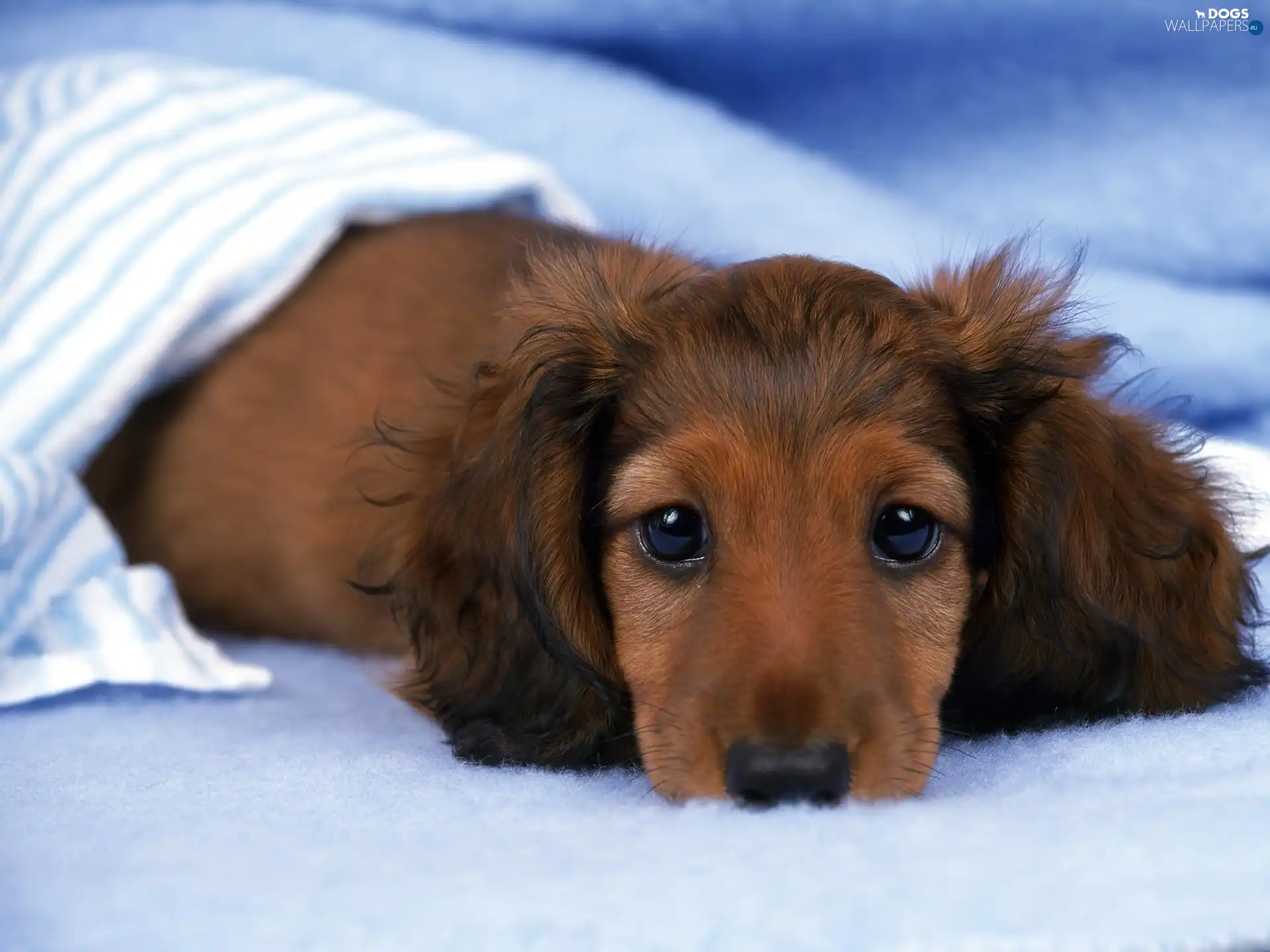 dachshund, Brown