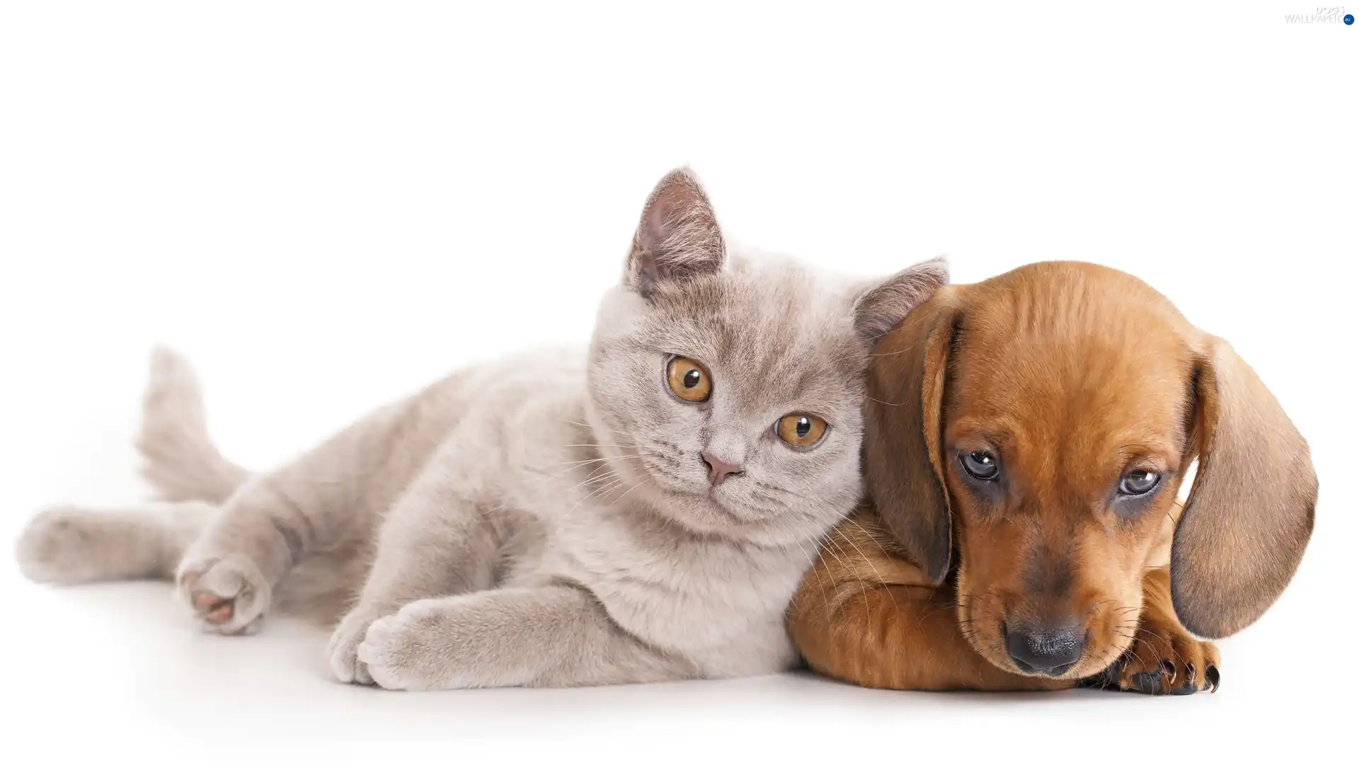 dachshund, dog, cat, British