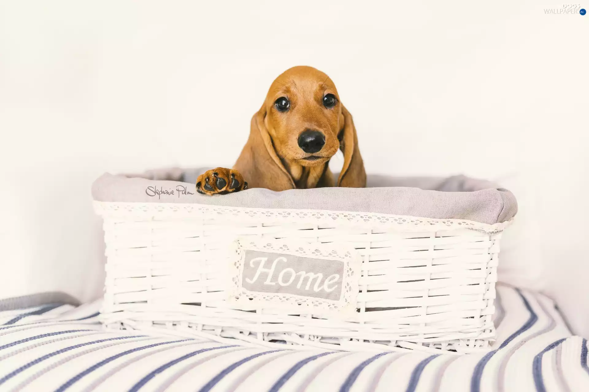 dog, Puppy, basket, dachshund