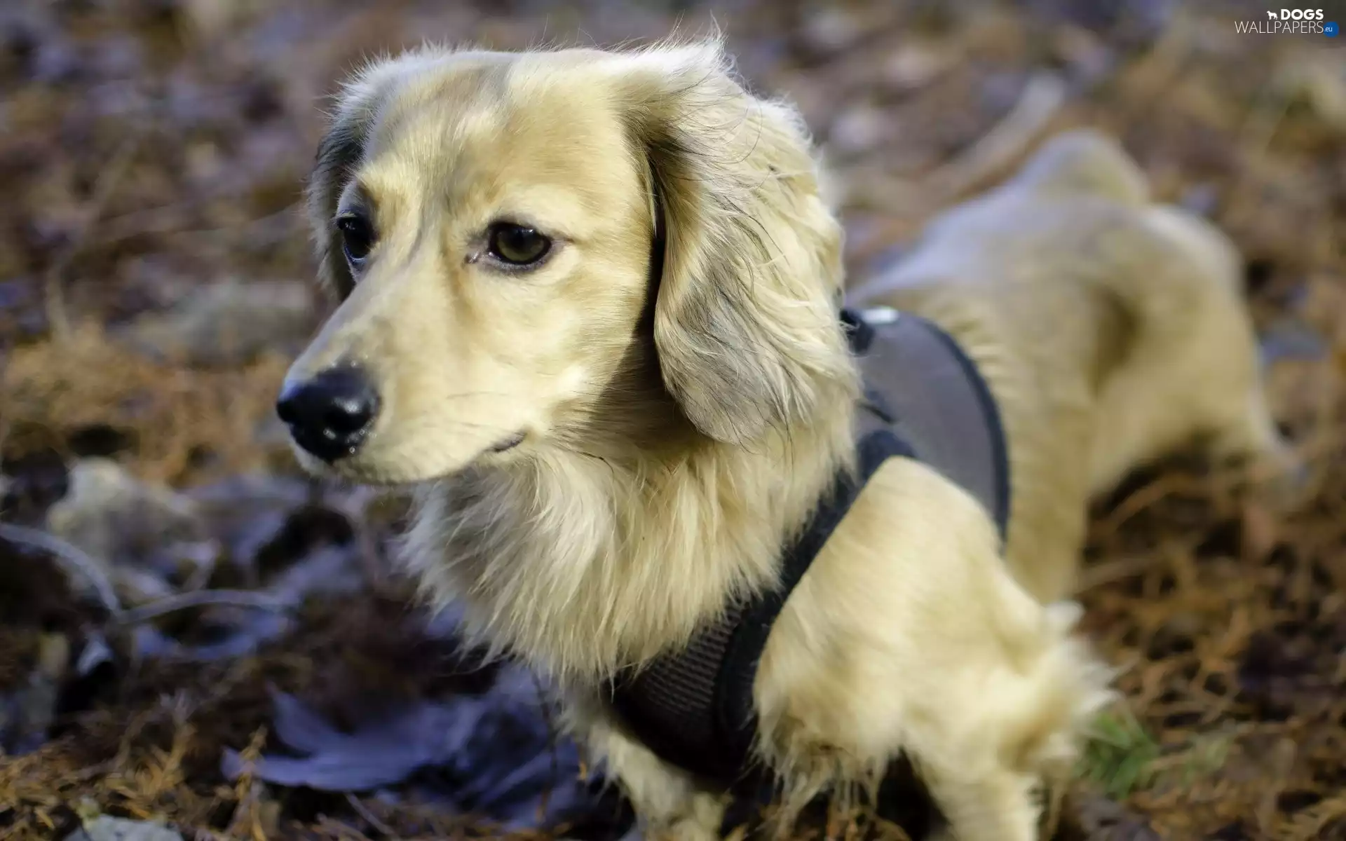 dog, Longhaired, clothes, dachshund