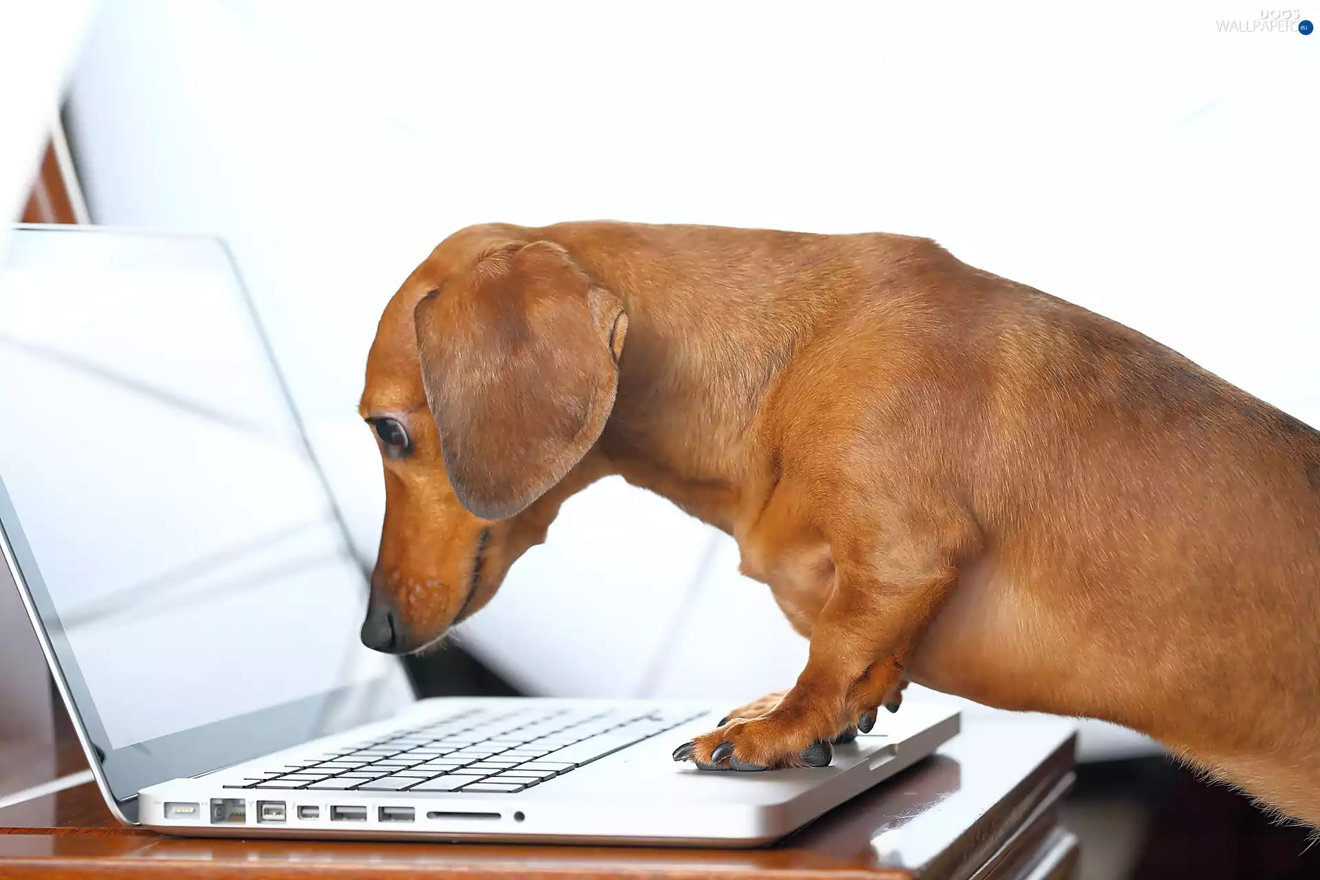 dog, laptop, Funny, dachshund