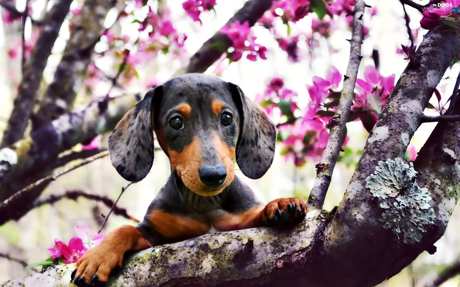 dog, flourishing, trees, dachshund
