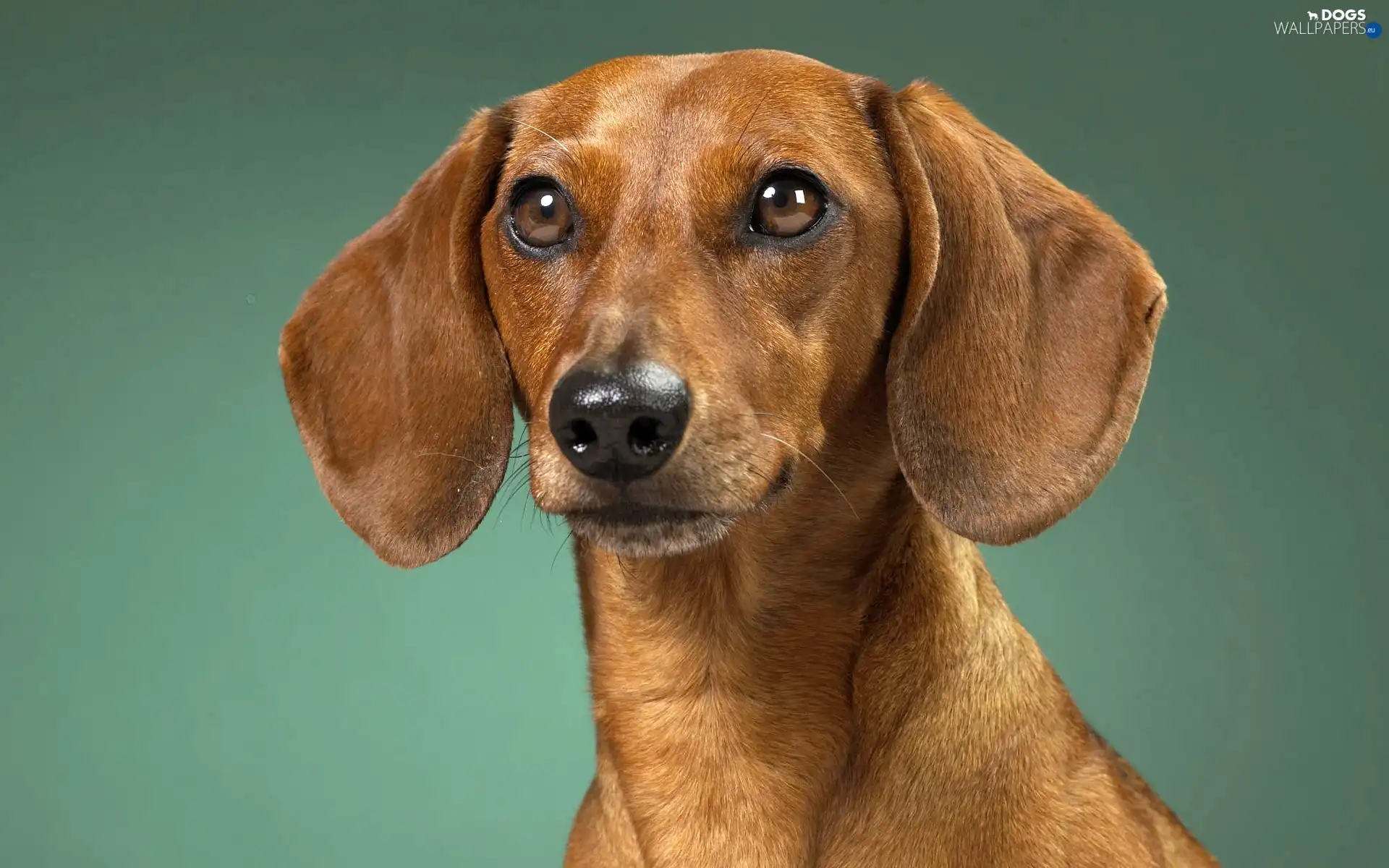 dachshund, dog