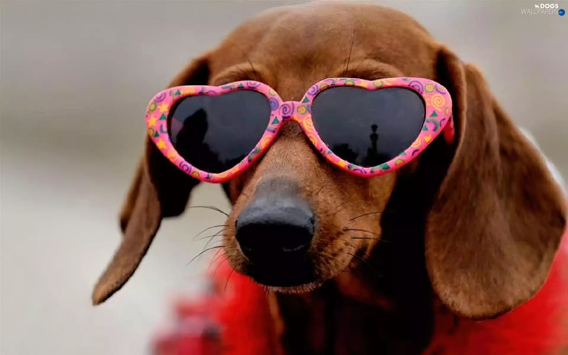 doggy, Head, Glasses, dachshund